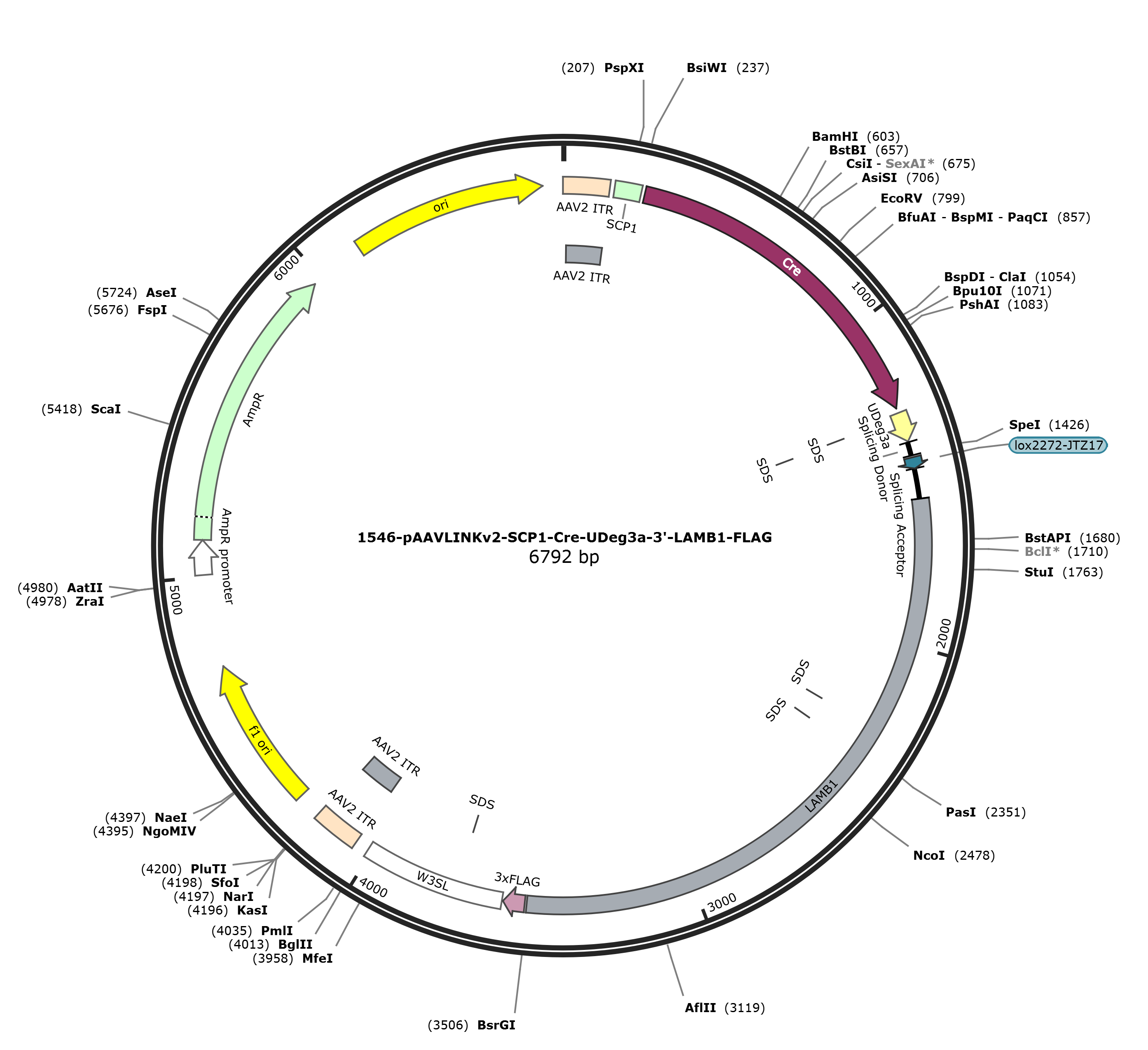 pAAVLINKv2-SCP1-Cre-UDeg3a-3-LAMB1-FLAG载体图谱