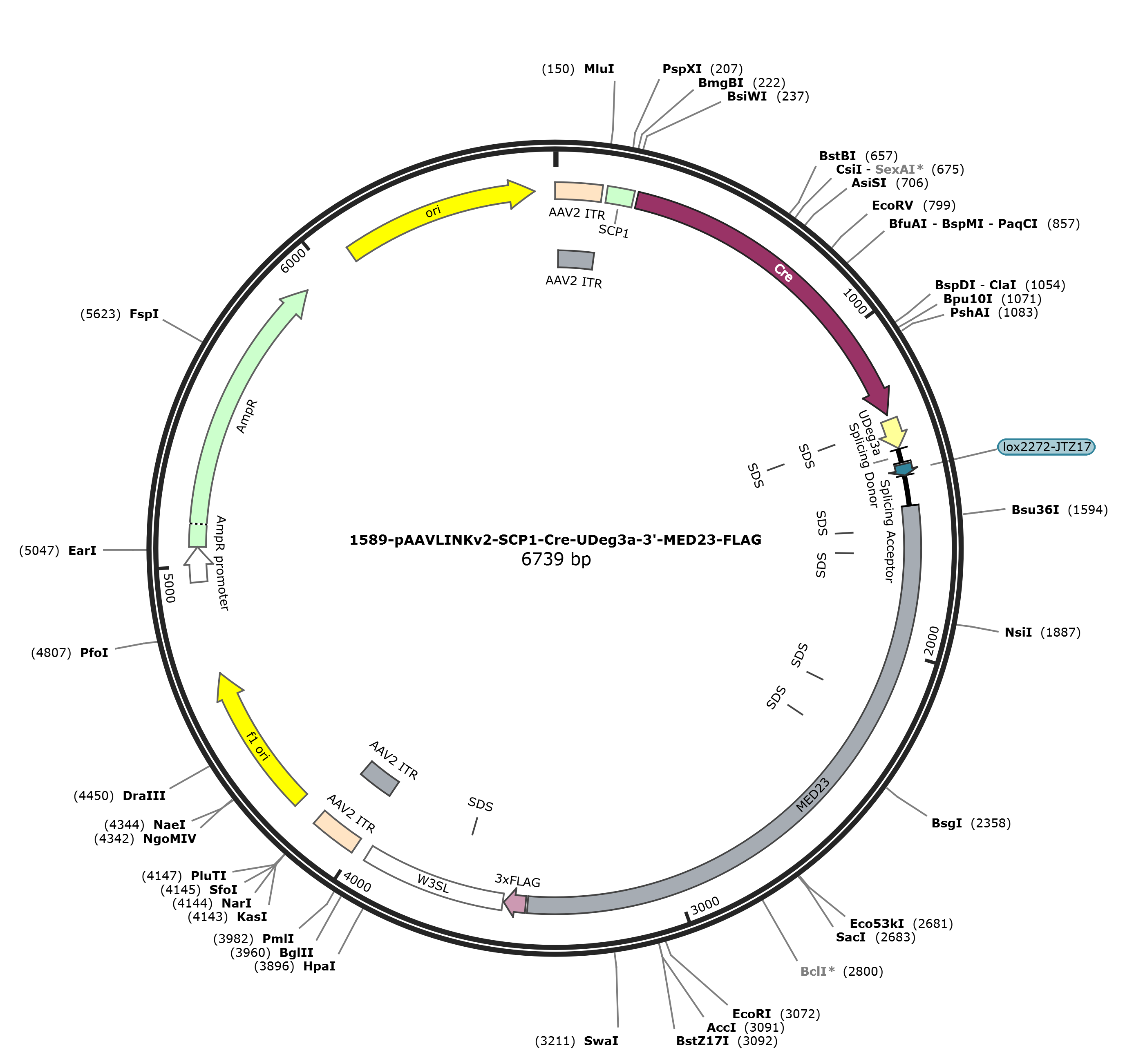 pAAVLINKv2-SCP1-Cre-UDeg3a-3-MED23-FLAG载体图谱