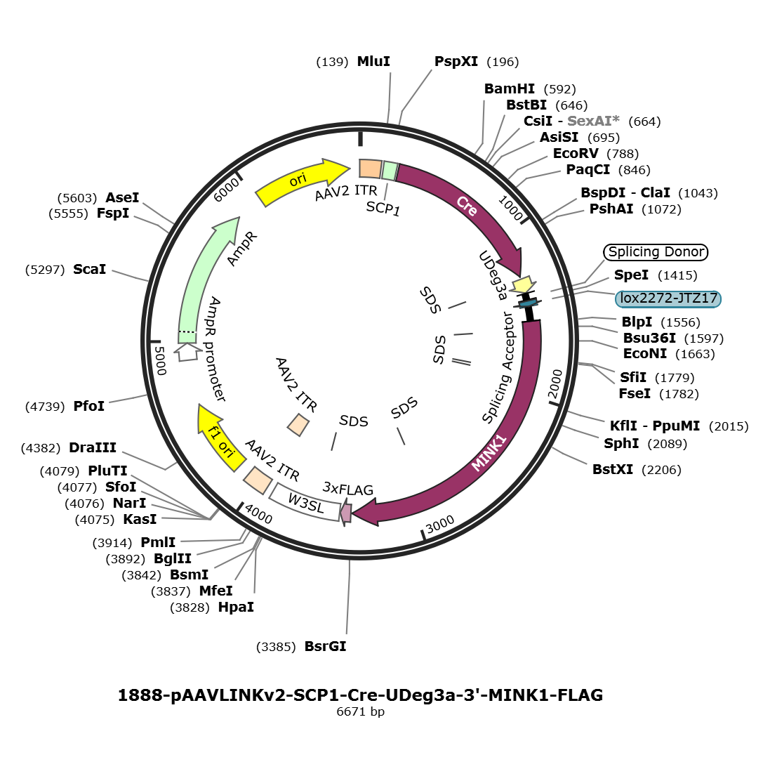 pAAVLINKv2-SCP1-Cre-UDeg3a-3-MINK1-FLAG载体图谱