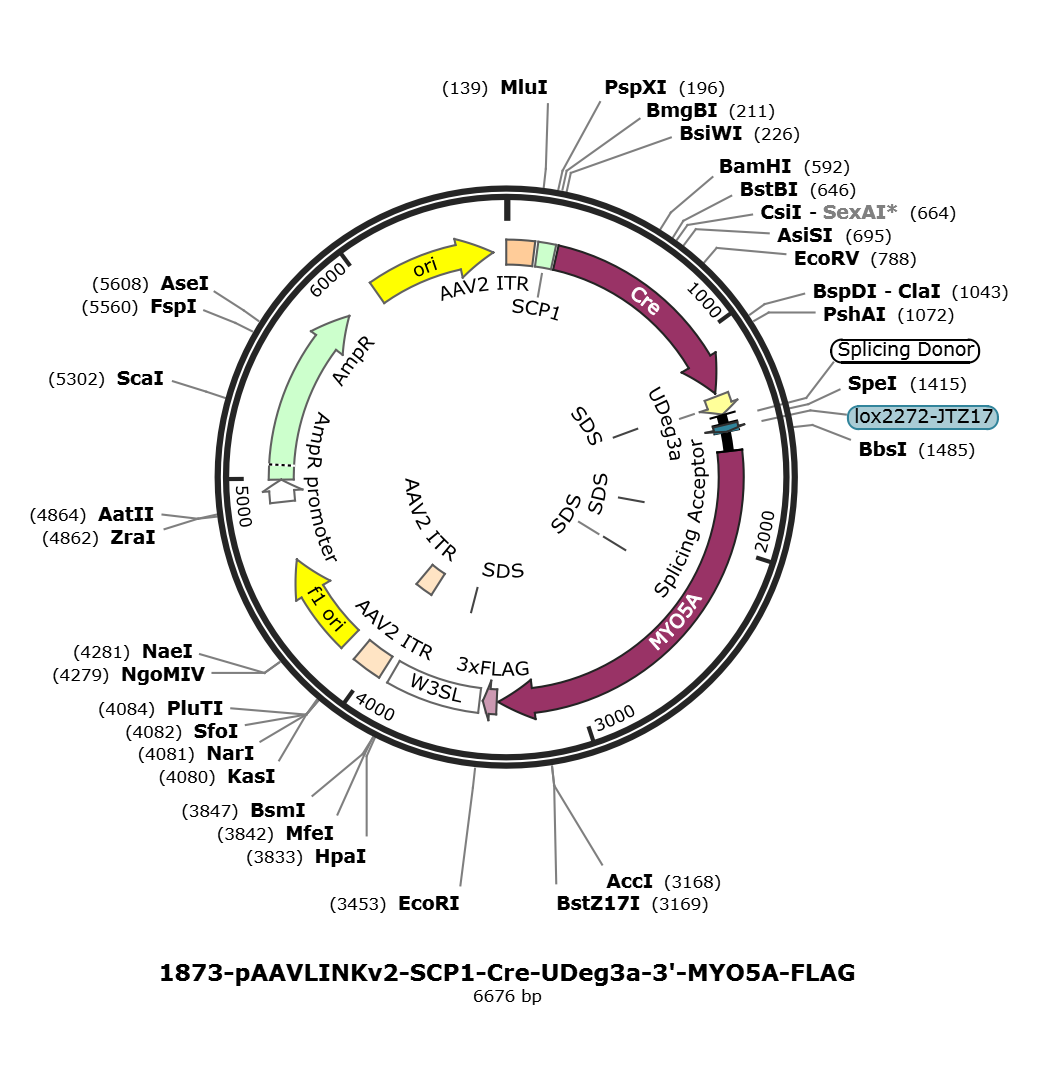 pAAVLINKv2-SCP1-Cre-UDeg3a-3-MYO5A-FLAG载体图谱