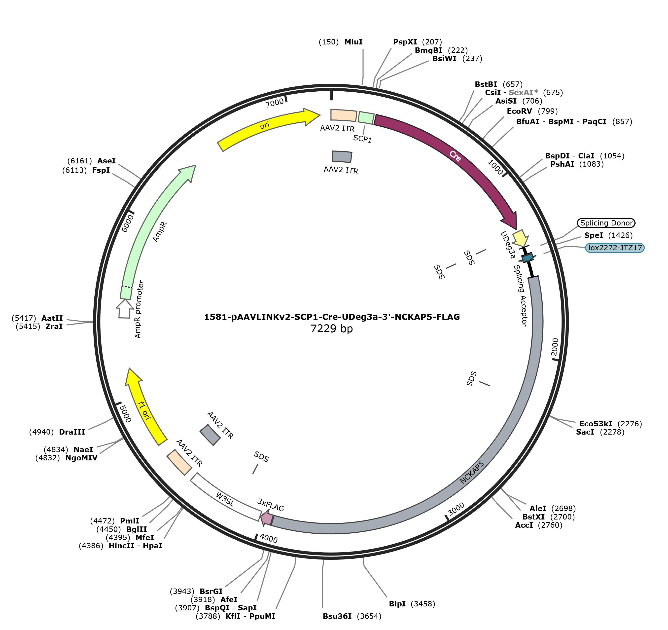pAAVLINKv2-SCP1-Cre-UDeg3a-3-NCKAP5-FLAG载体图谱