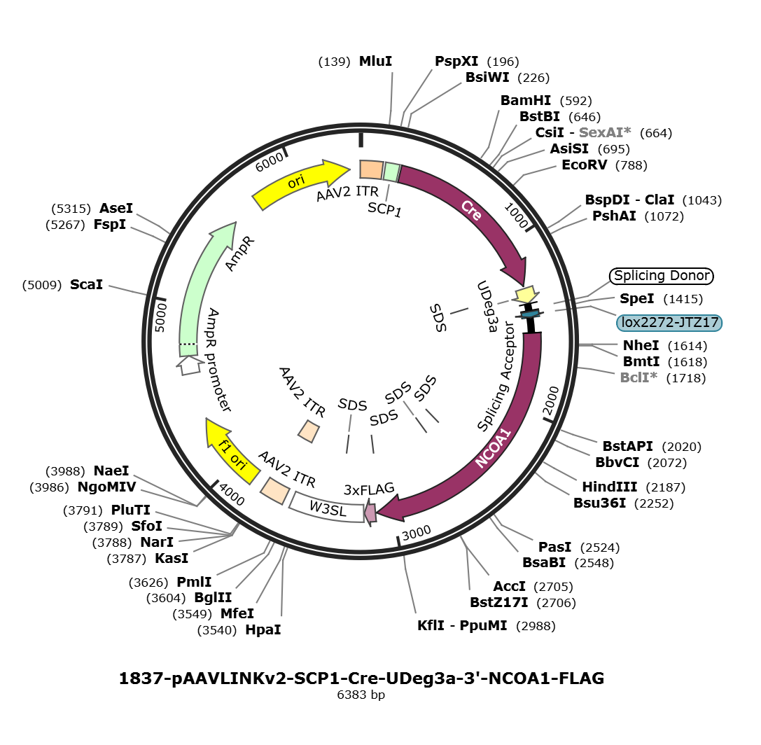 pAAVLINKv2-SCP1-Cre-UDeg3a-3-NCOA1-FLAG载体图谱