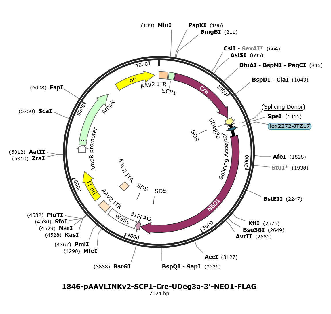 pAAVLINKv2-SCP1-Cre-UDeg3a-3-NEO1-FLAG载体图谱