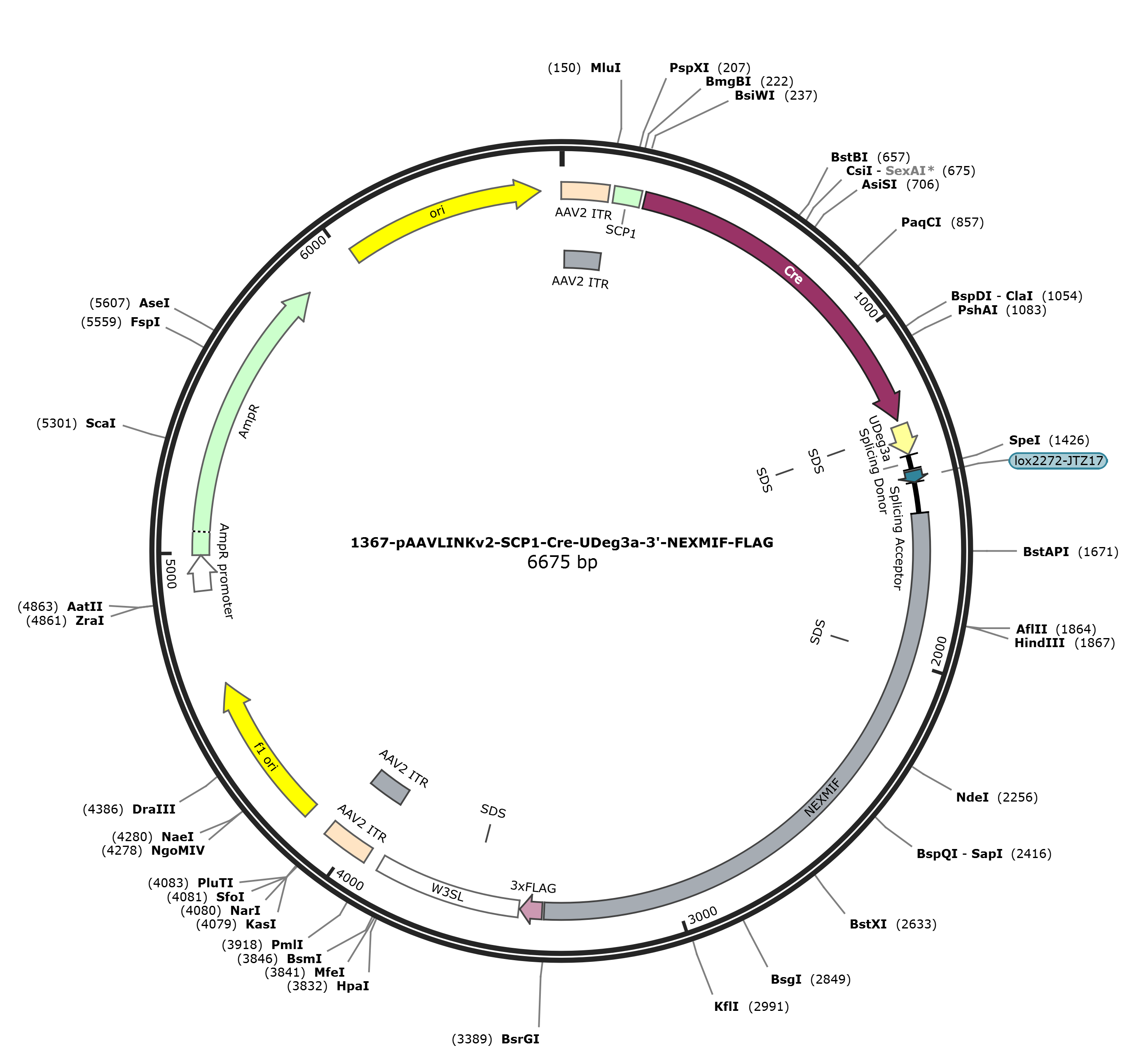pAAVLINKv2-SCP1-Cre-UDeg3a-3-NEXMIF-FLAG载体图谱