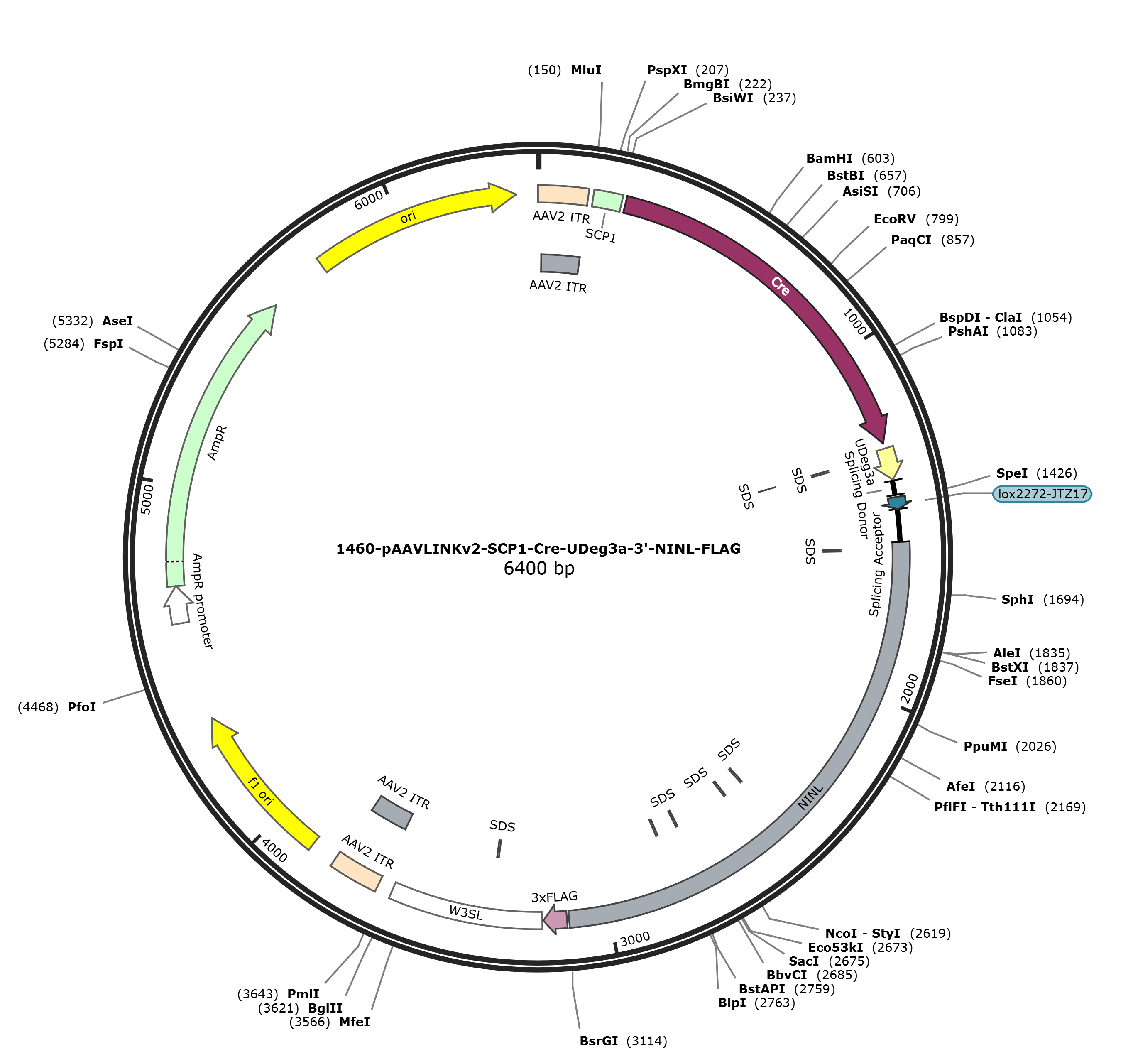 pAAVLINKv2-SCP1-Cre-UDeg3a-3-NINL-FLAG载体图谱