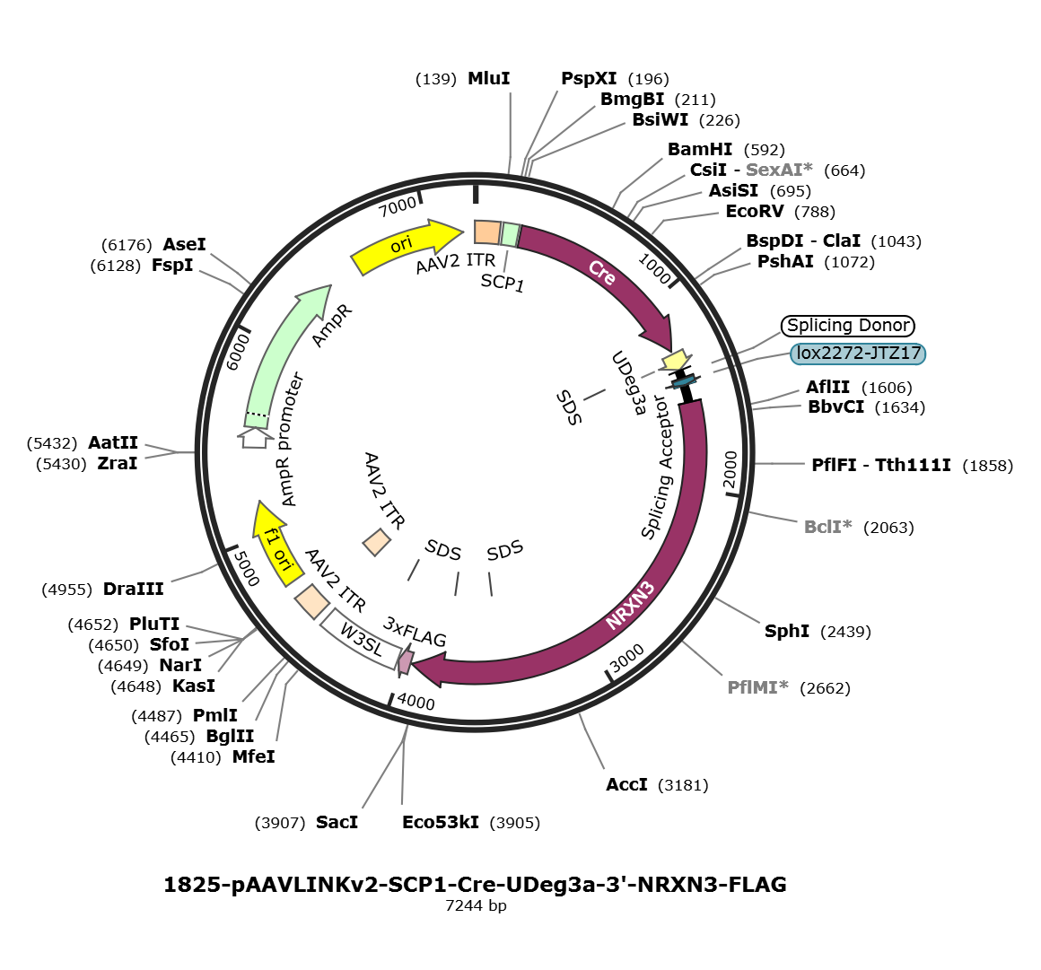 pAAVLINKv2-SCP1-Cre-UDeg3a-3-NRXN3-FLAG载体图谱