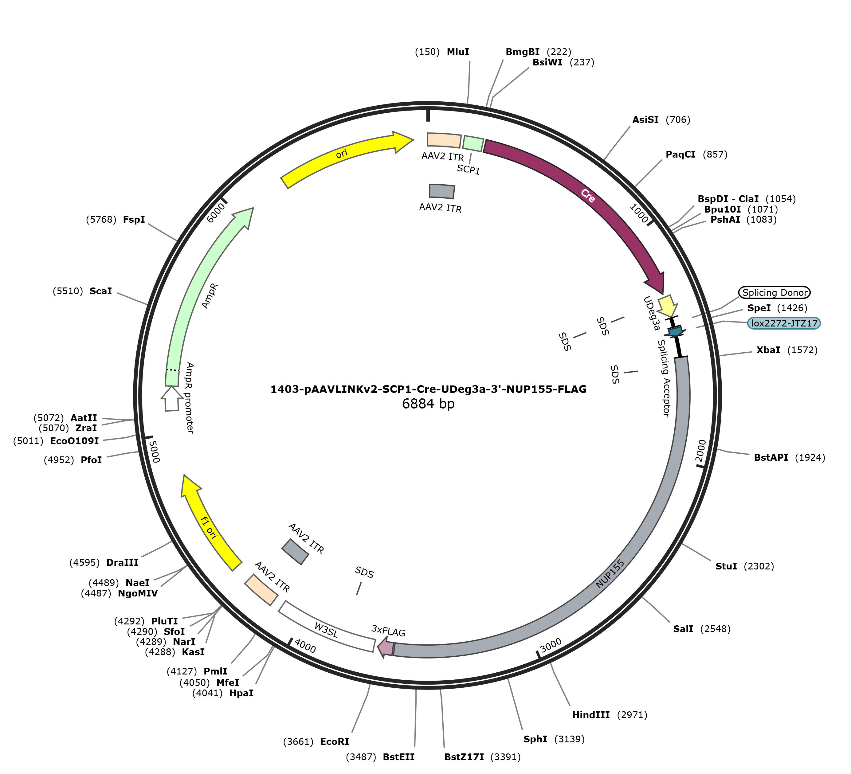 pAAVLINKv2-SCP1-Cre-UDeg3a-3-NUP155-FLAG载体图谱