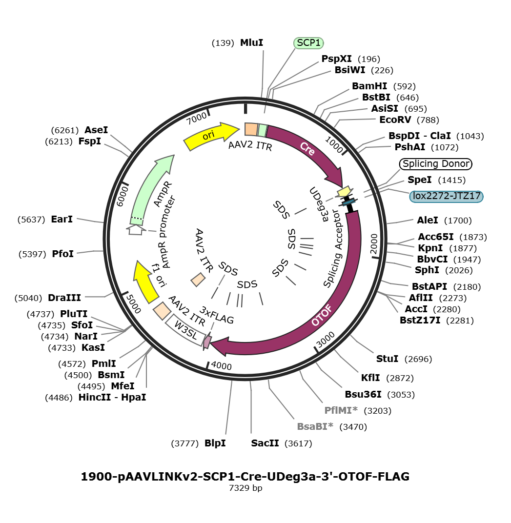 pAAVLINKv2-SCP1-Cre-UDeg3a-3-OTOF-FLAG载体图谱