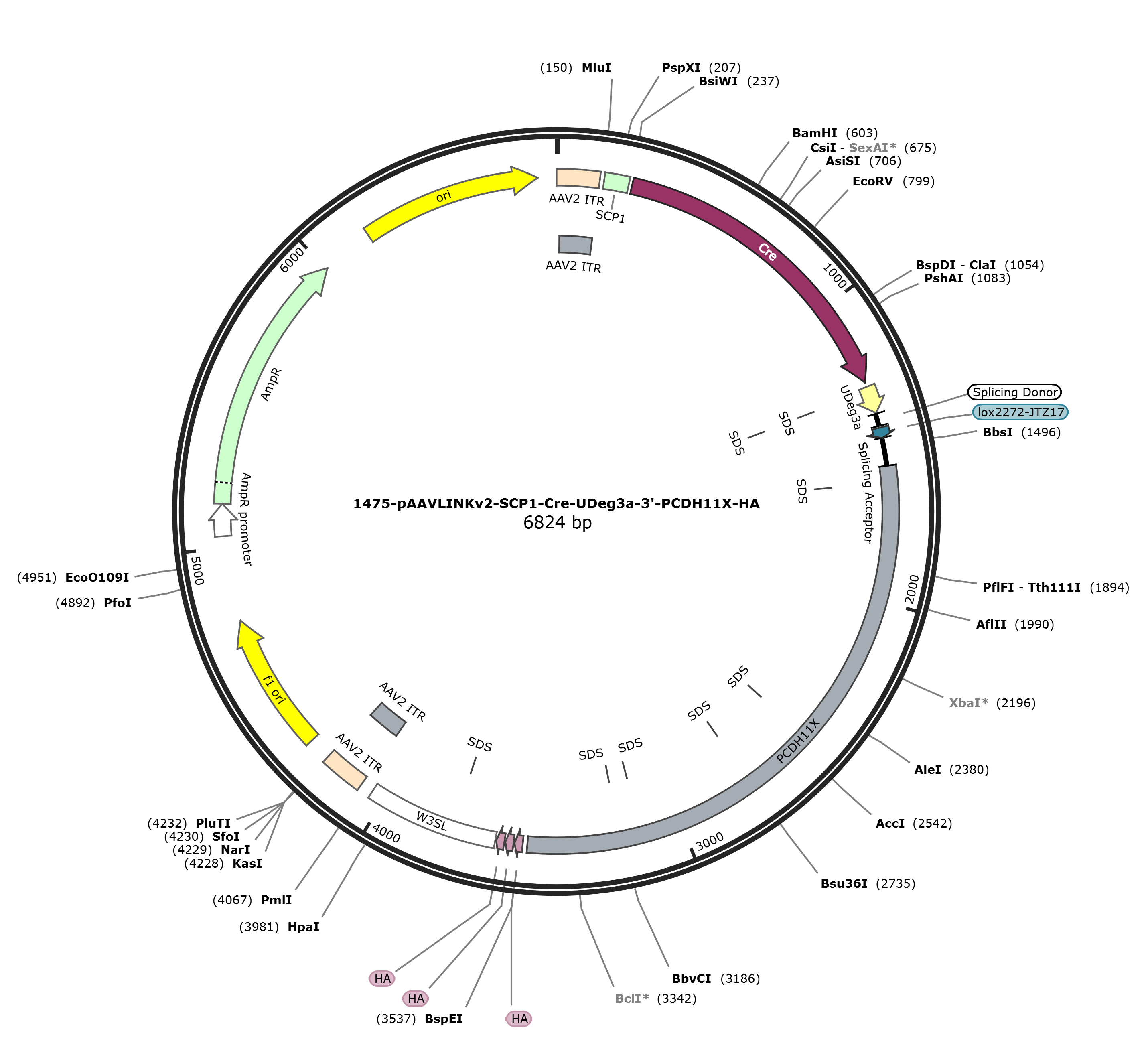 pAAVLINKv2-SCP1-Cre-UDeg3a-3-PCDH11X-HA载体图谱