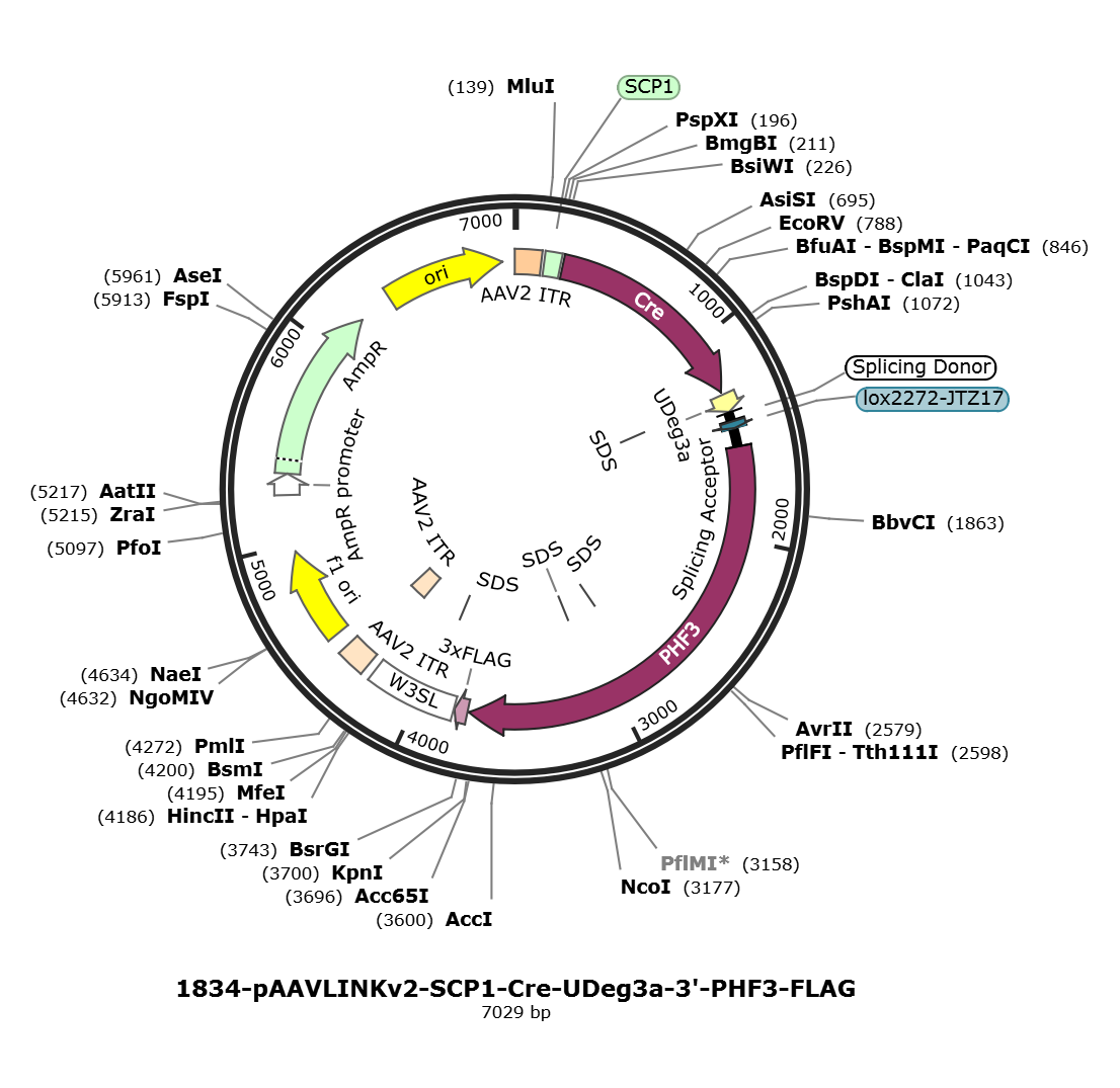 pAAVLINKv2-SCP1-Cre-UDeg3a-3-PHF3-FLAG载体图谱