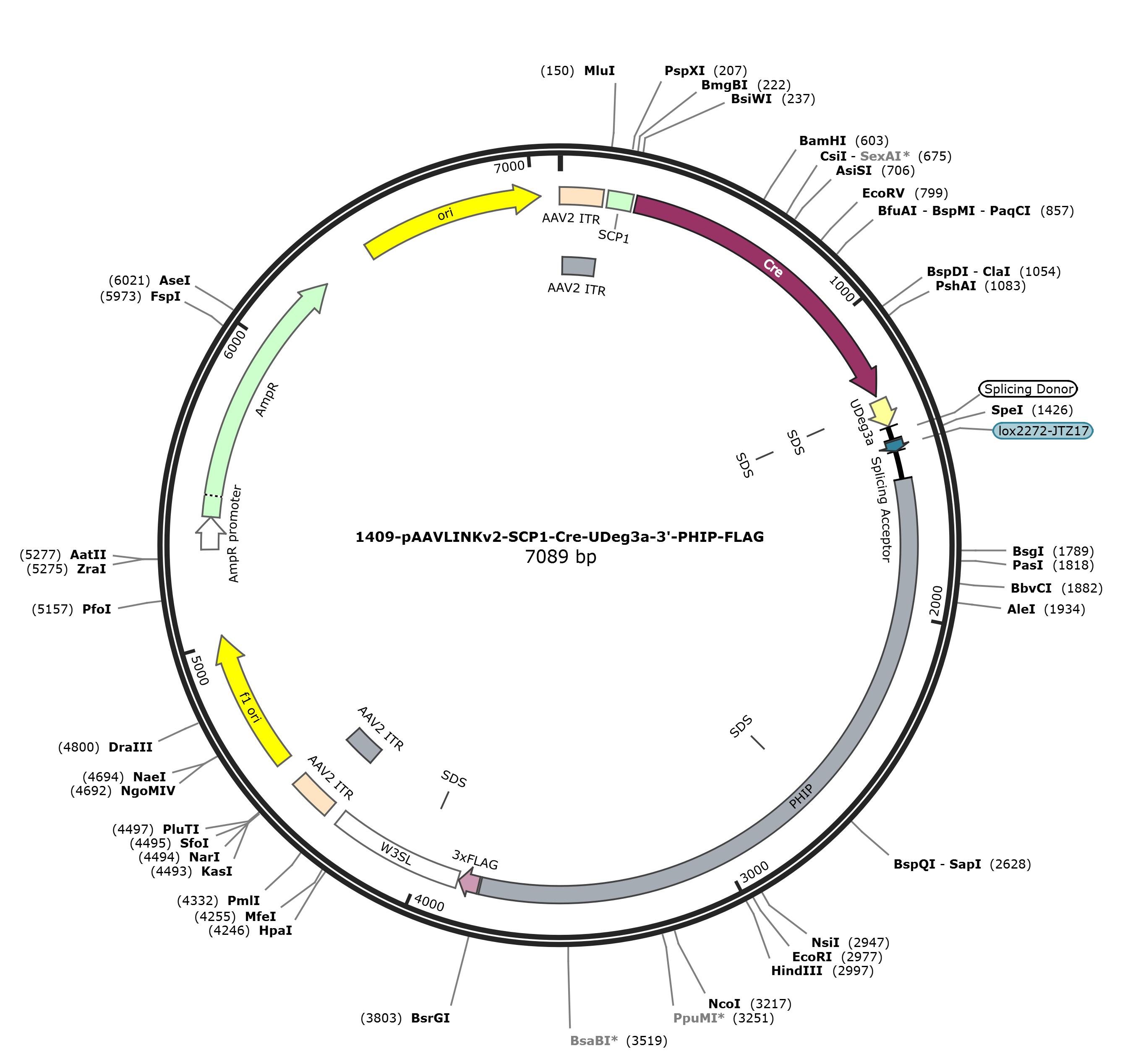 pAAVLINKv2-SCP1-Cre-UDeg3a-3-PHIP-FLAG载体图谱