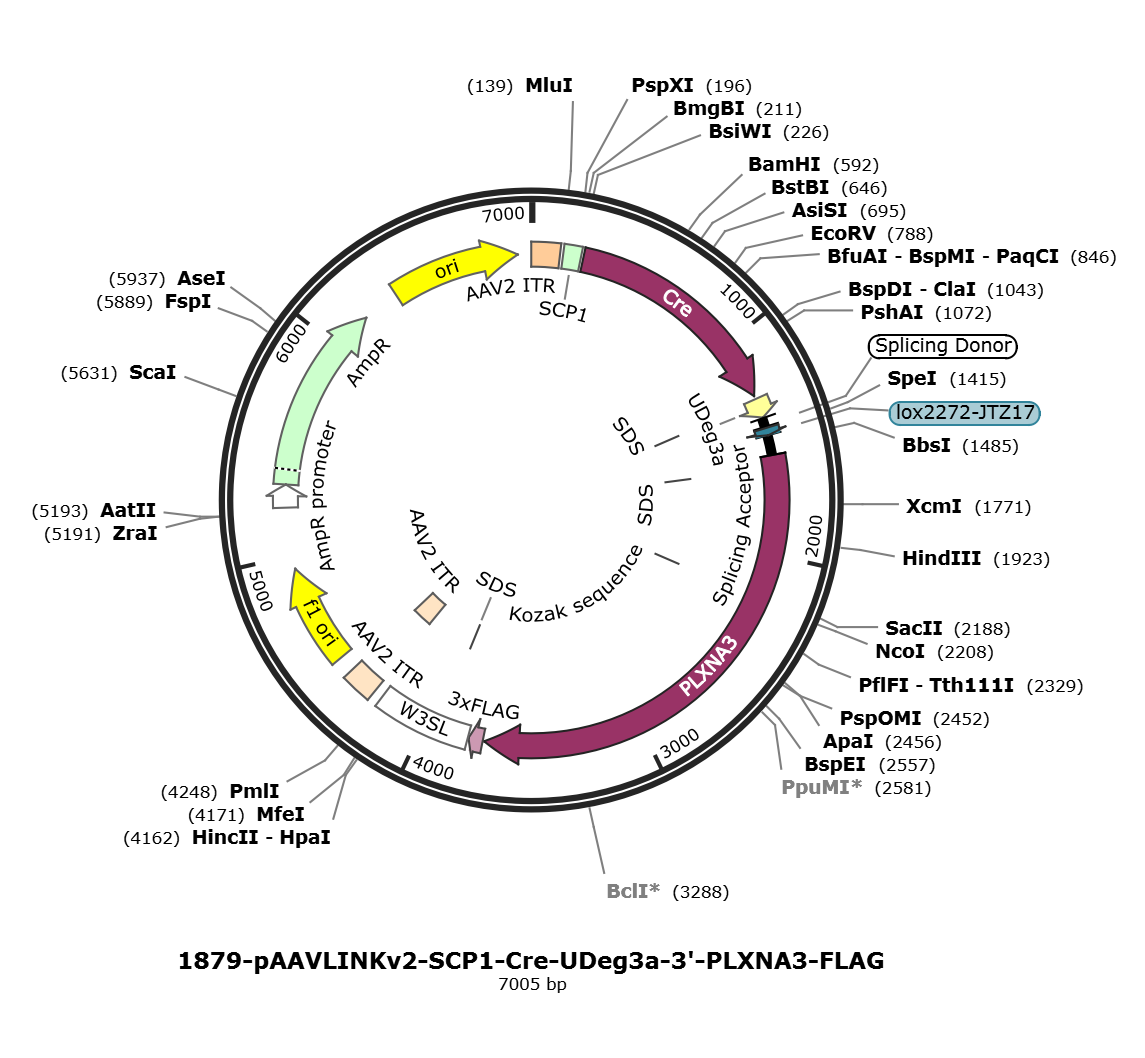 pAAVLINKv2-SCP1-Cre-UDeg3a-3-PLXNA3-FLAG载体图谱