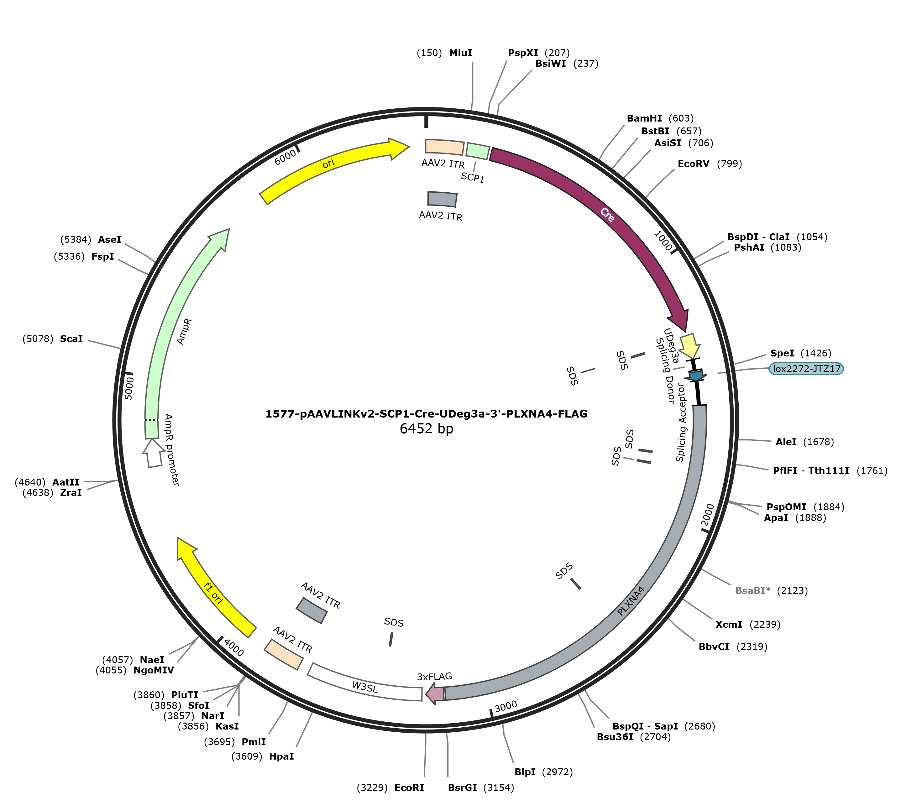 pAAVLINKv2-SCP1-Cre-UDeg3a-3-PLXNA4-FLAG载体图谱