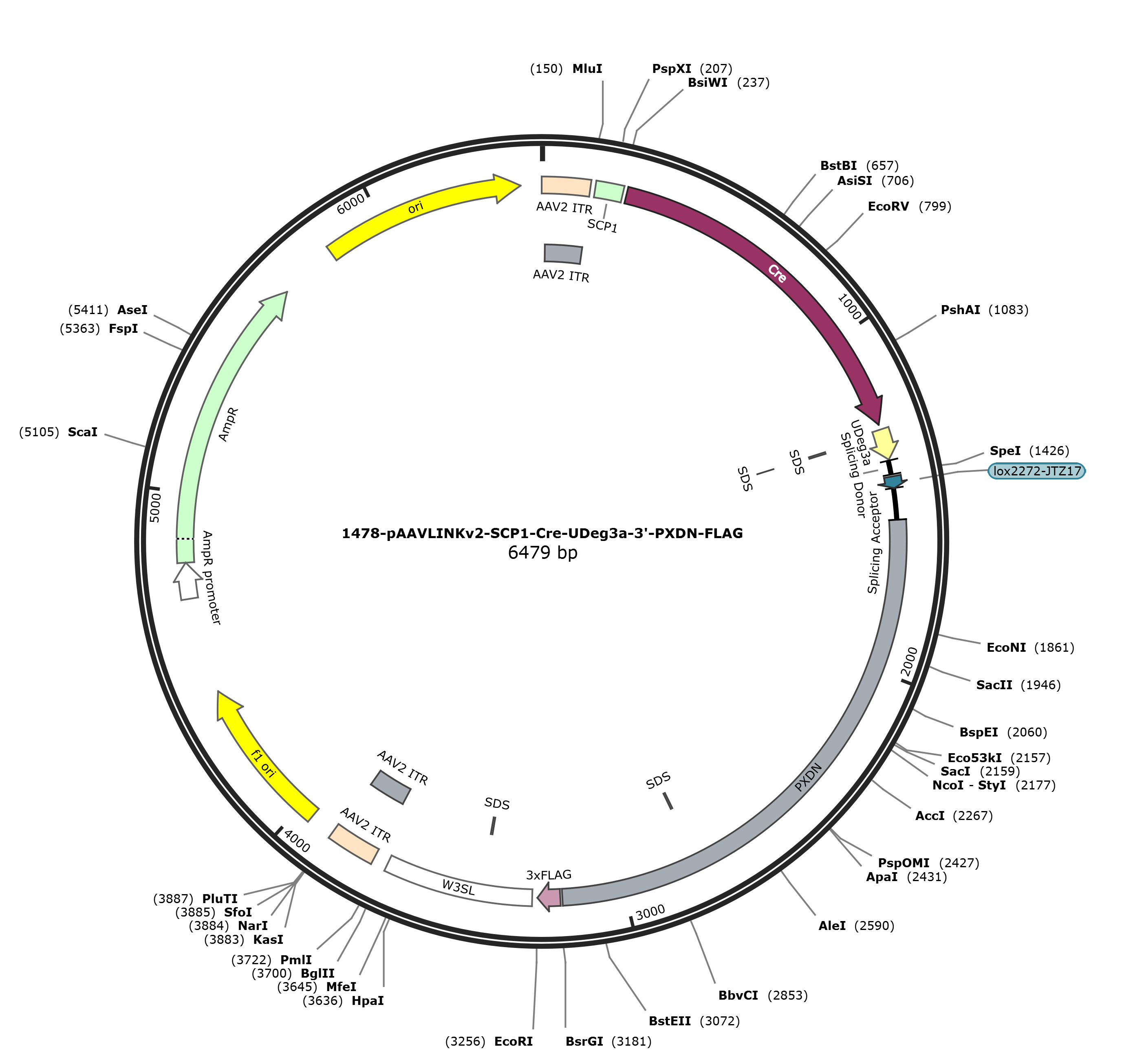 pAAVLINKv2-SCP1-Cre-UDeg3a-3-PXDN-FLAG载体图谱
