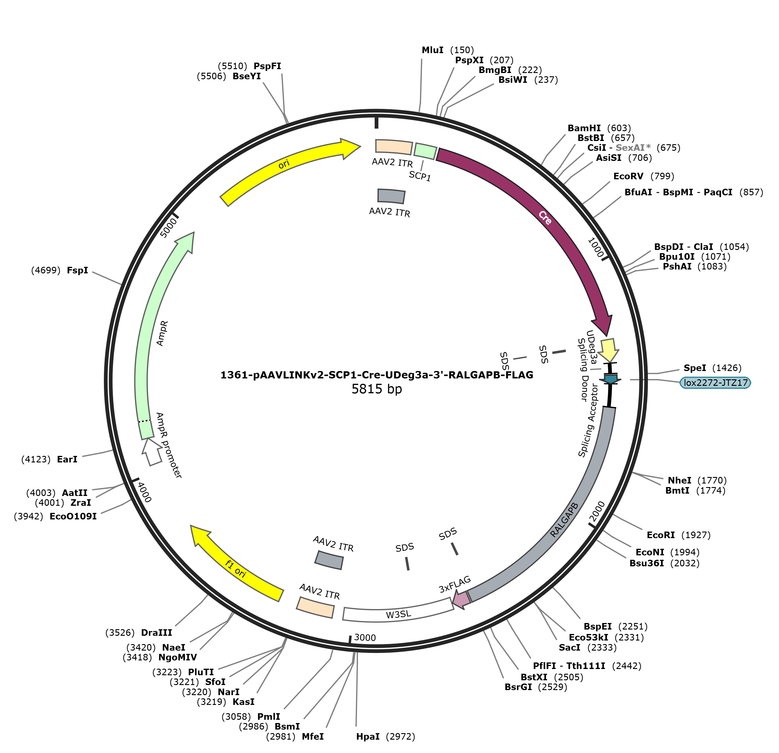 pAAVLINKv2-SCP1-Cre-UDeg3a-3-RALGAPB-FLAG载体图谱