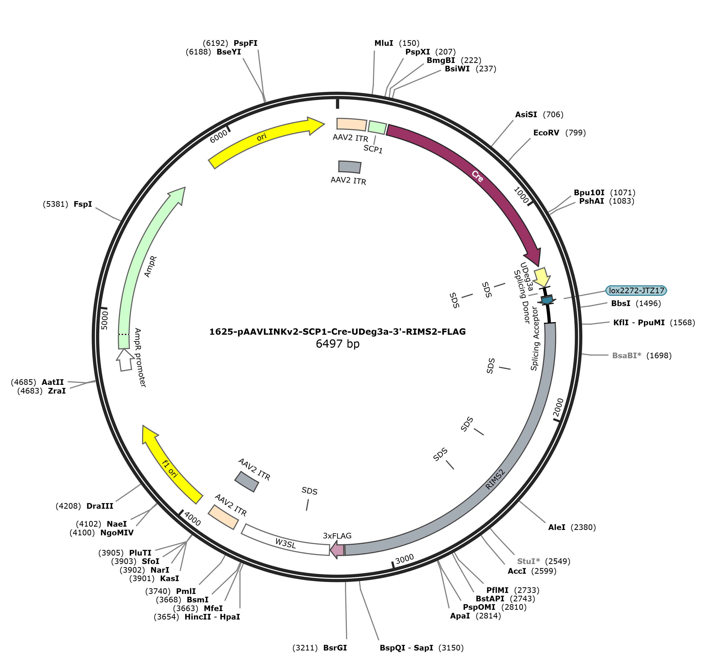 pAAVLINKv2-SCP1-Cre-UDeg3a-3-RIMS2-FLAG载体图谱