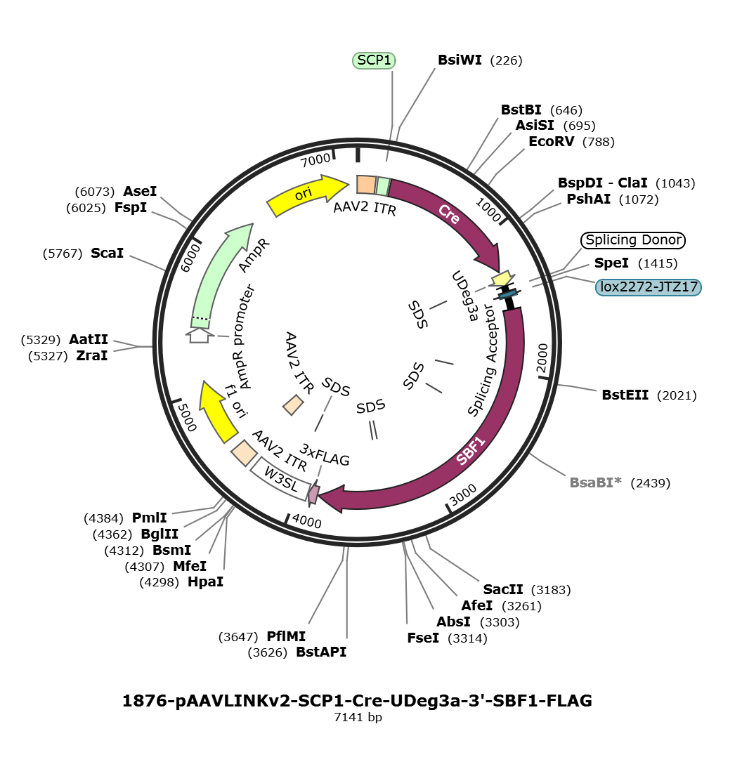 pAAVLINKv2-SCP1-Cre-UDeg3a-3-SBF1-FLAG载体图谱