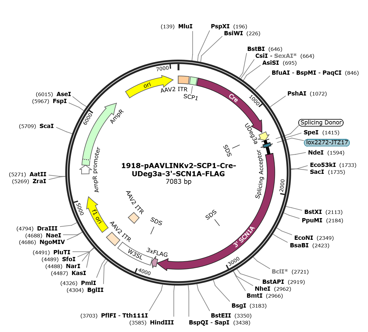 pAAVLINKv2-SCP1-Cre-UDeg3a-3-SCN1A-FLAG载体图谱