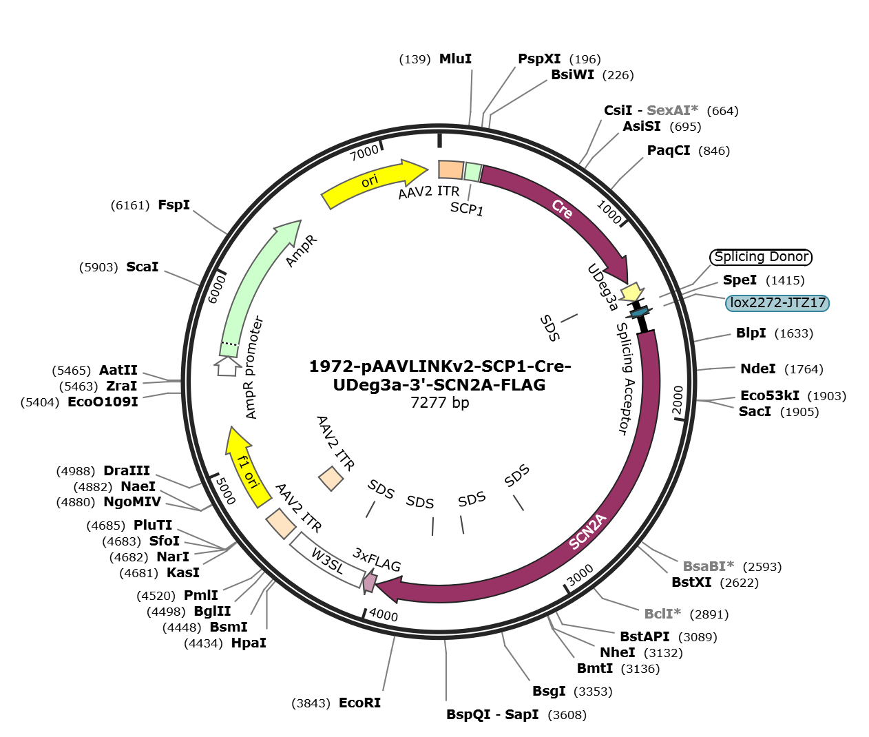 pAAVLINKv2-SCP1-Cre-UDeg3a-3-SCN2A-FLAG载体图谱
