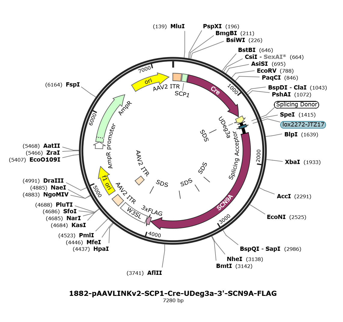 pAAVLINKv2-SCP1-Cre-UDeg3a-3-SCN9A-FLAG载体图谱