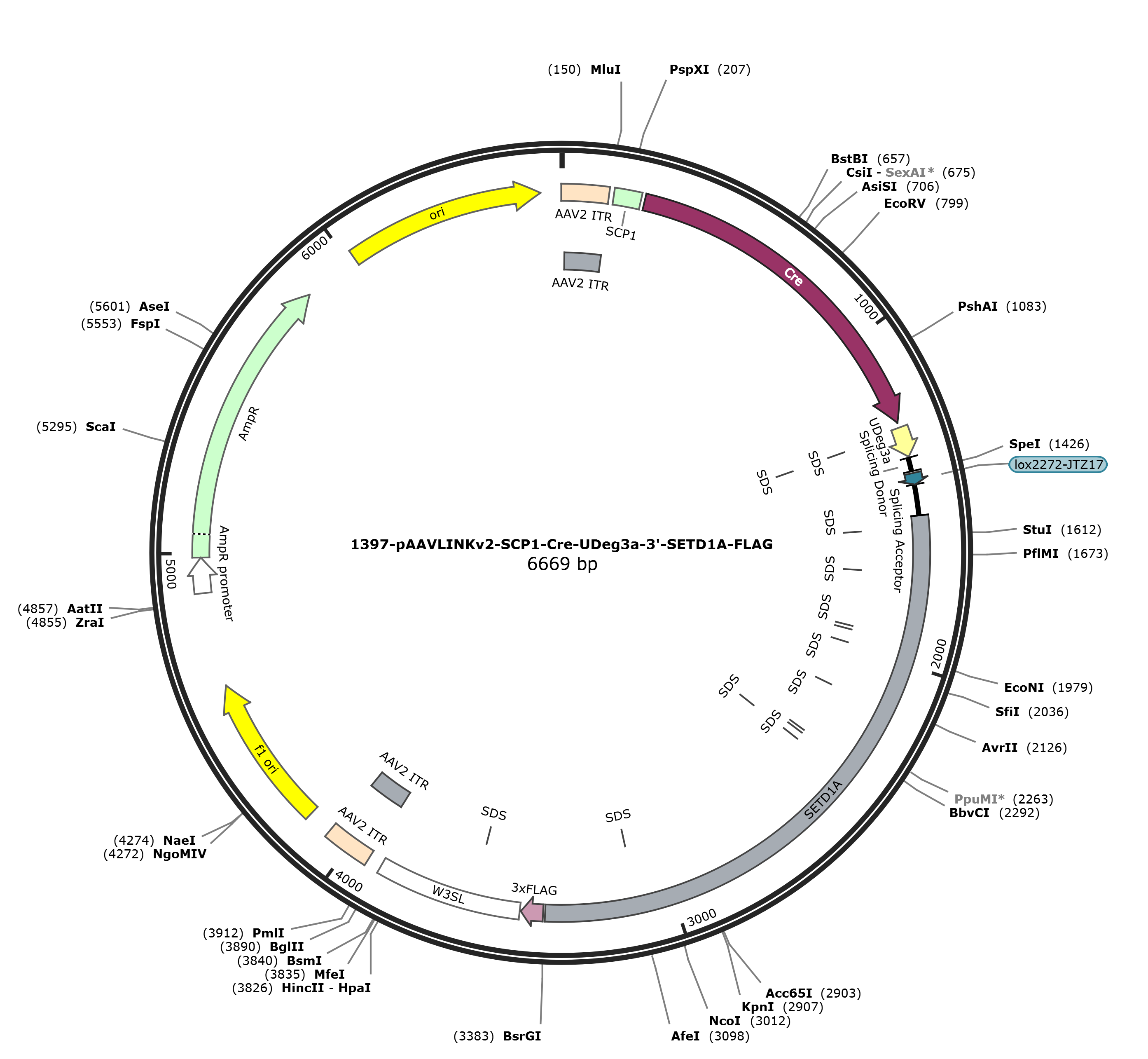 pAAVLINKv2-SCP1-Cre-UDeg3a-3-SETD1A-FLAG载体图谱