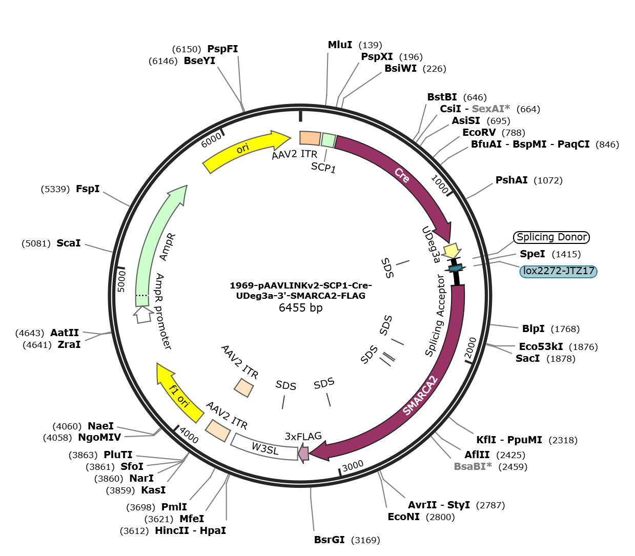 pAAVLINKv2-SCP1-Cre-UDeg3a-3-SMARCA2-FLAG载体图谱