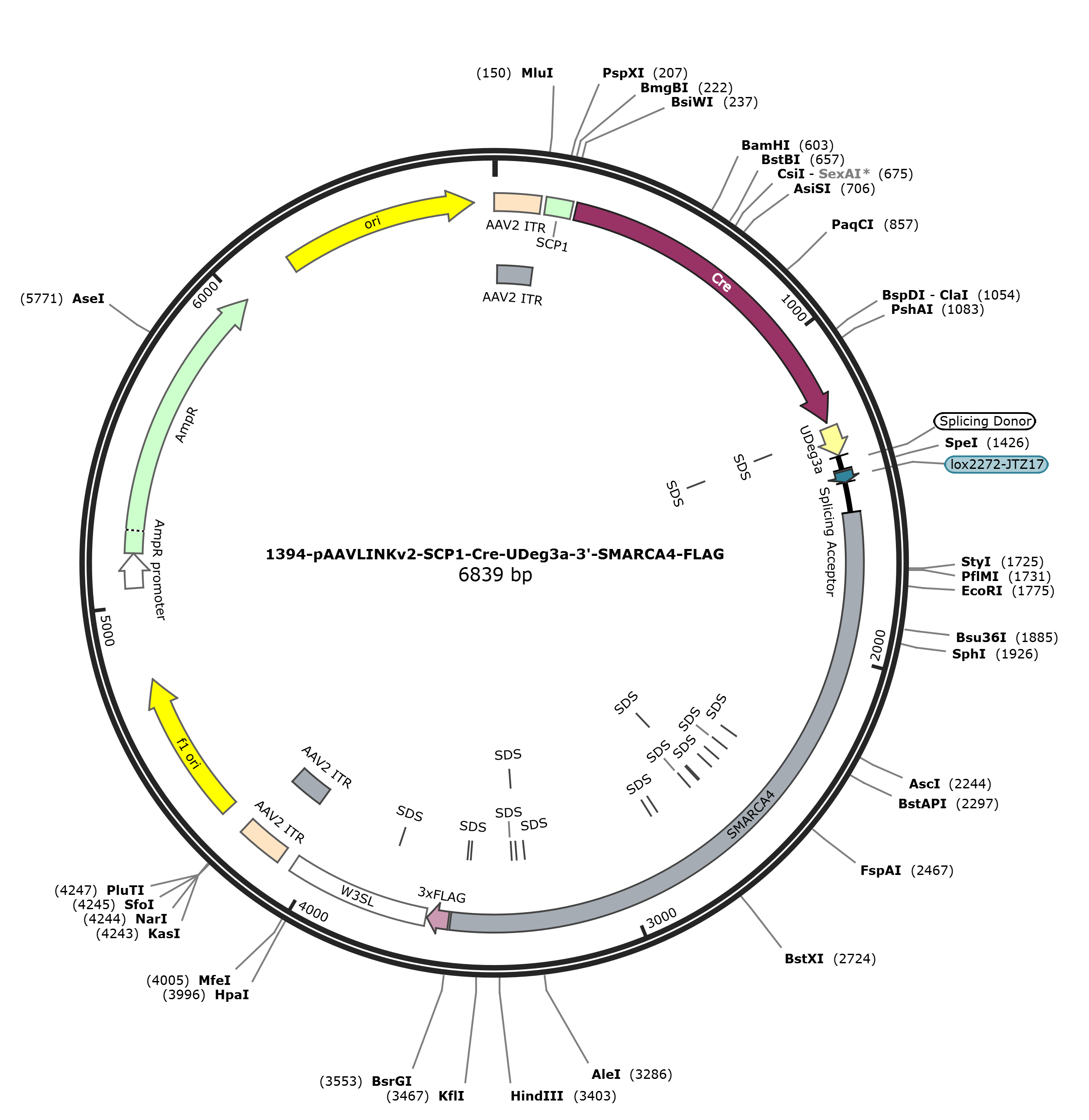 pAAVLINKv2-SCP1-Cre-UDeg3a-3-SMARCA4-FLAG载体图谱