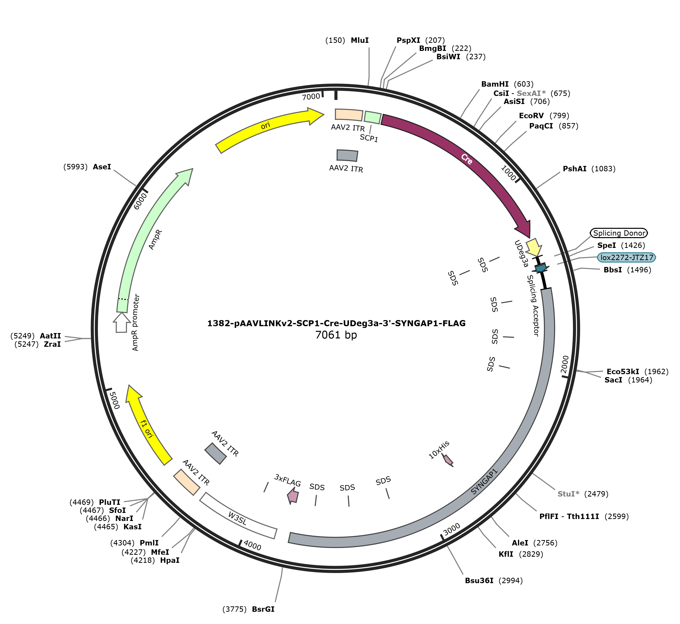 pAAVLINKv2-SCP1-Cre-UDeg3a-3-SYNGAP1-FLAG载体图谱