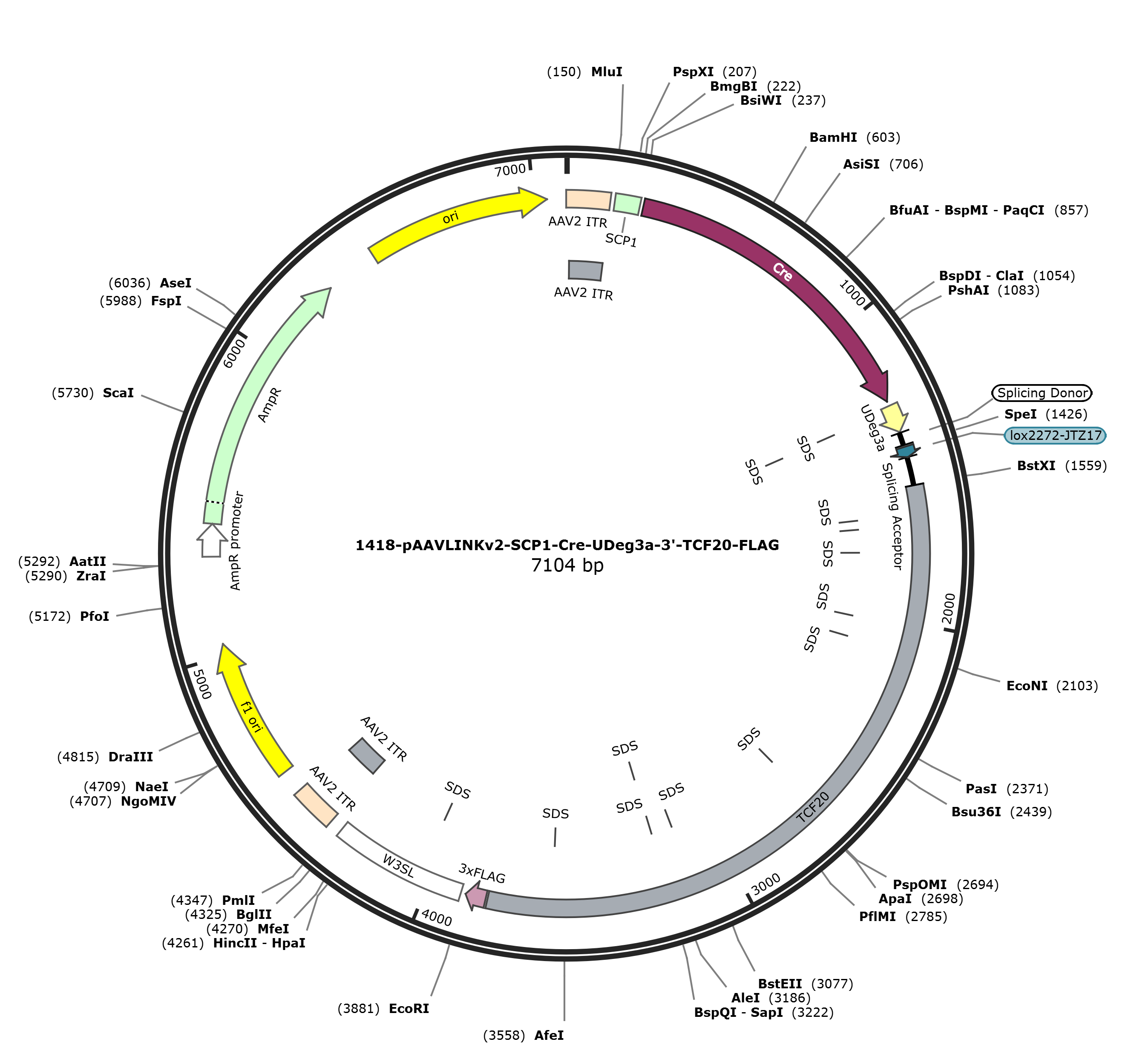 pAAVLINKv2-SCP1-Cre-UDeg3a-3-TCF20-FLAG载体图谱