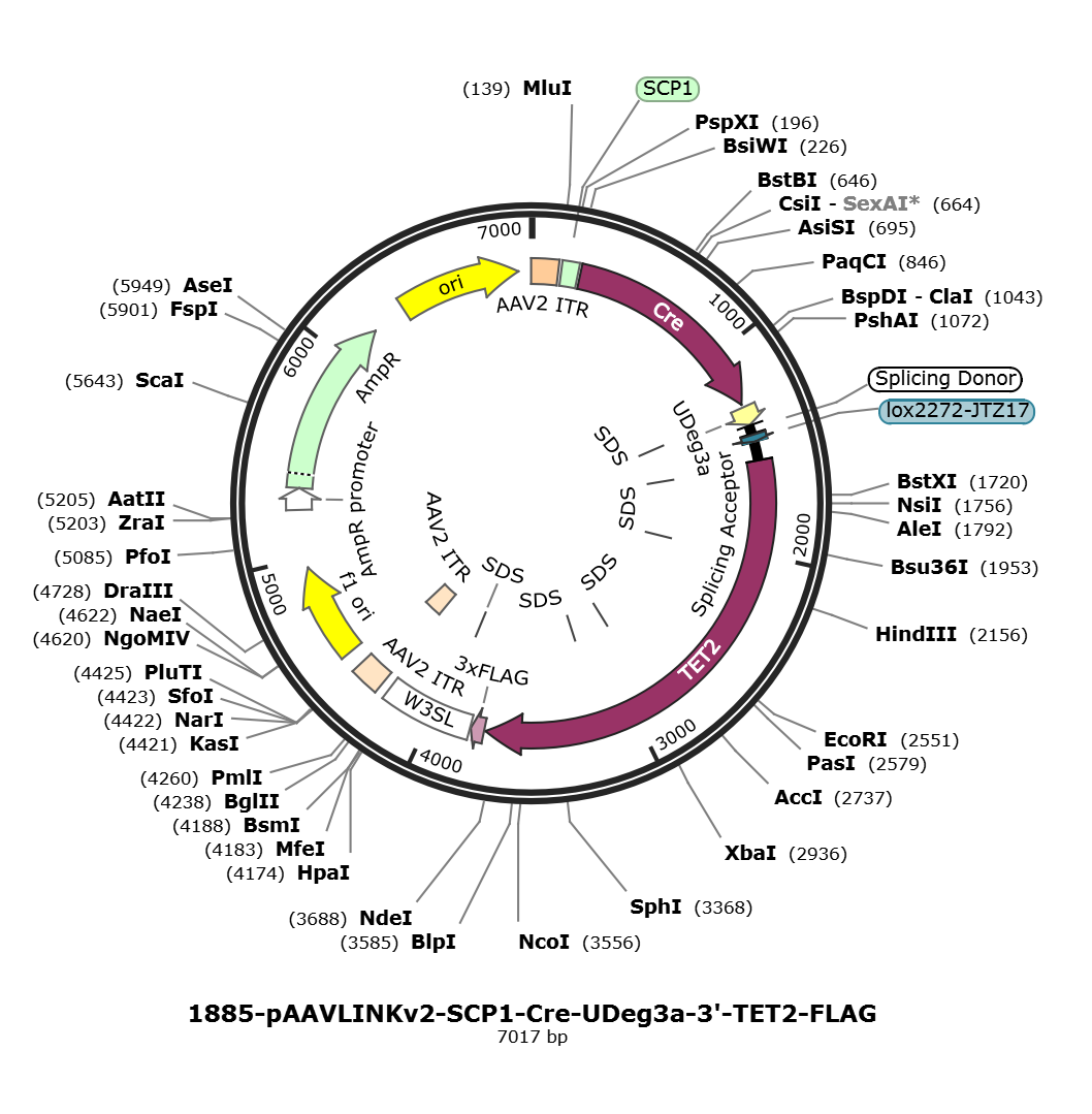 pAAVLINKv2-SCP1-Cre-UDeg3a-3-TET2-FLAG载体图谱