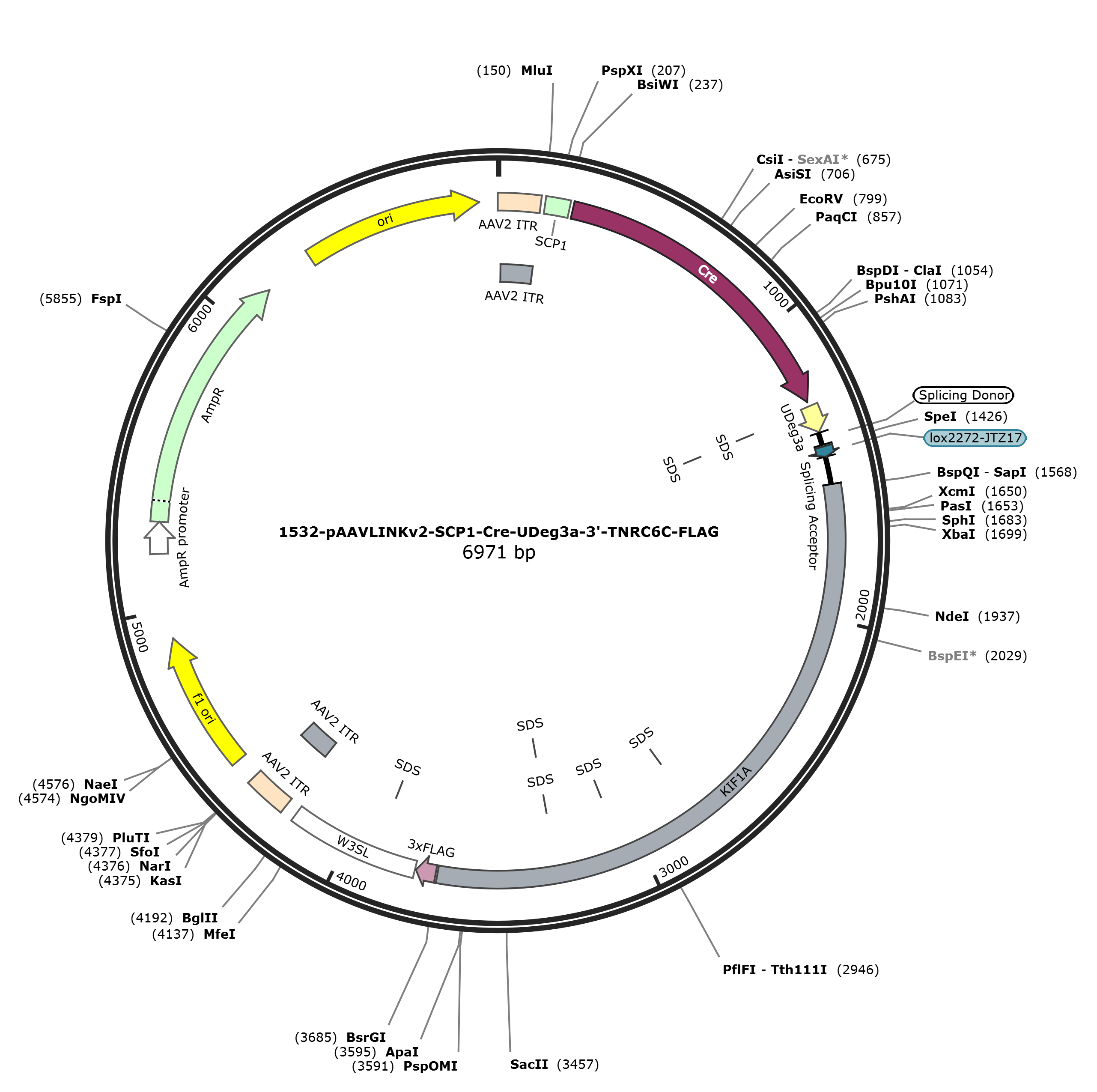 pAAVLINKv2-SCP1-Cre-UDeg3a-3-TNRC6C-FLAG载体图谱