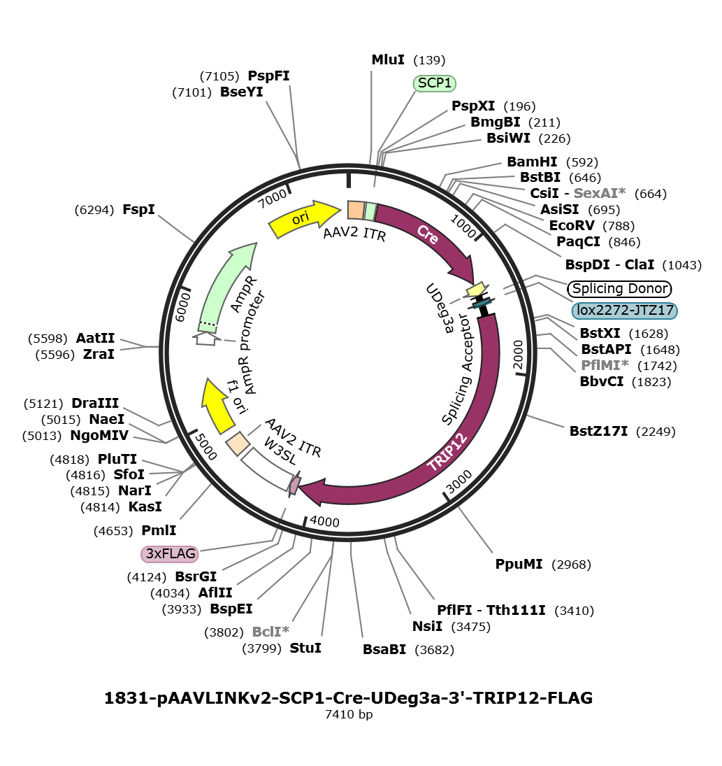 pAAVLINKv2-SCP1-Cre-UDeg3a-3-TRIP12-FLAG载体图谱