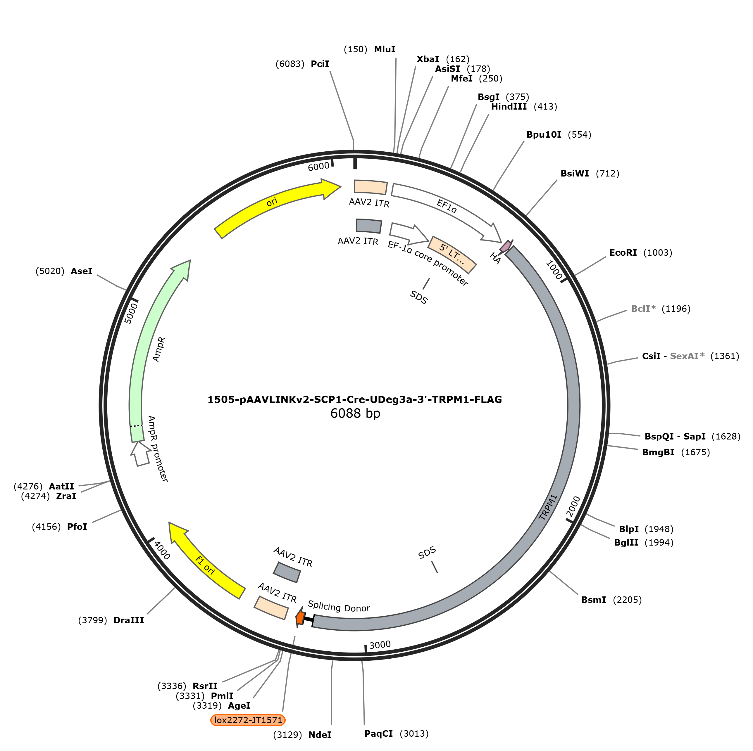pAAVLINKv2-SCP1-Cre-UDeg3a-3-TRPM1-FLAG载体图谱