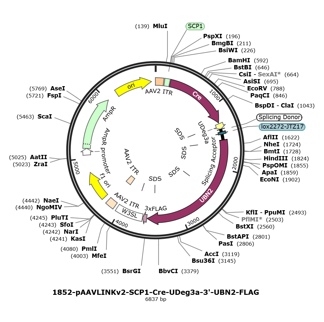 pAAVLINKv2-SCP1-Cre-UDeg3a-3-UBN2-FLAG载体图谱