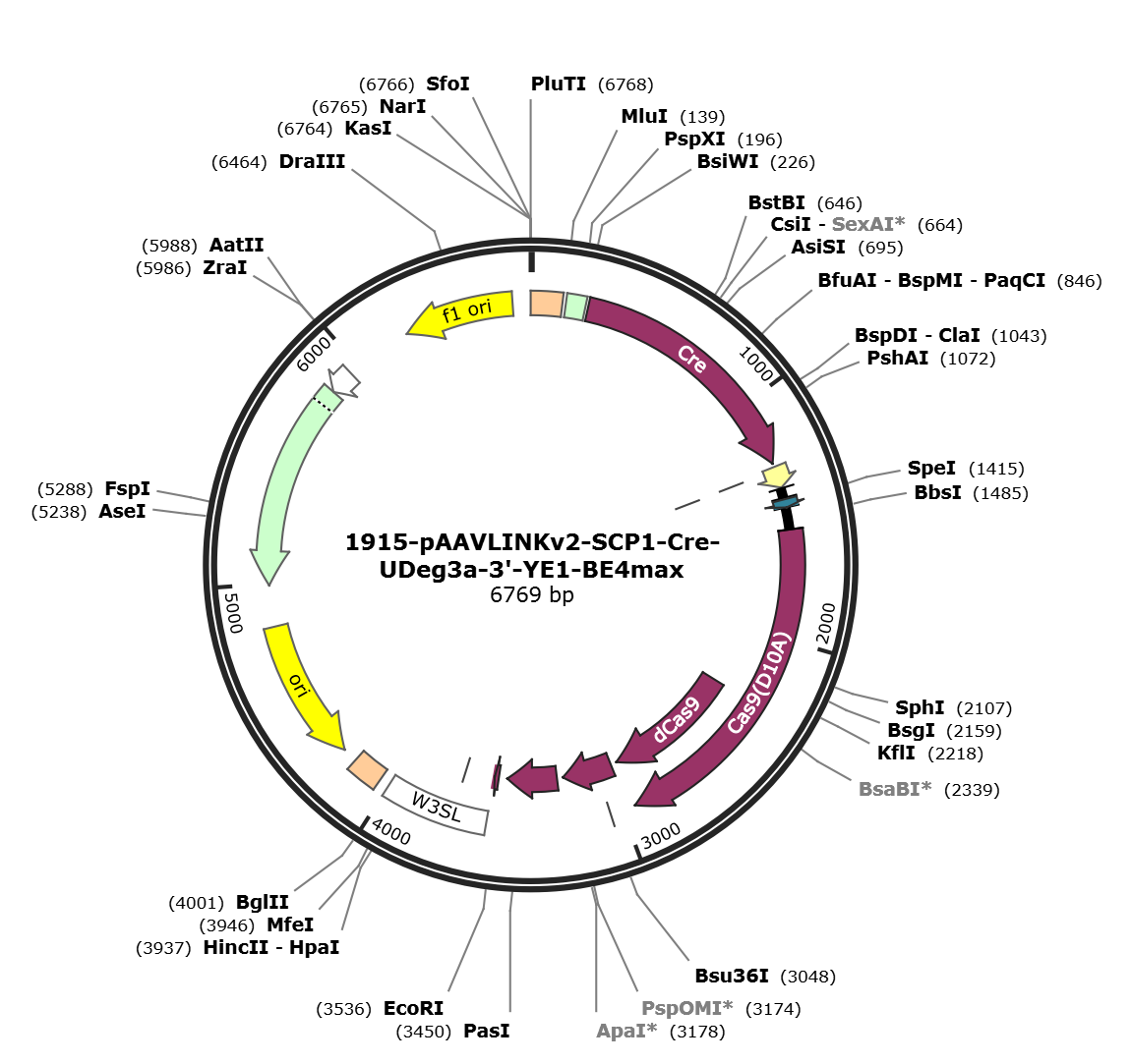 pAAVLINKv2-SCP1-Cre-UDeg3a-3-YE1-BE4max载体图谱