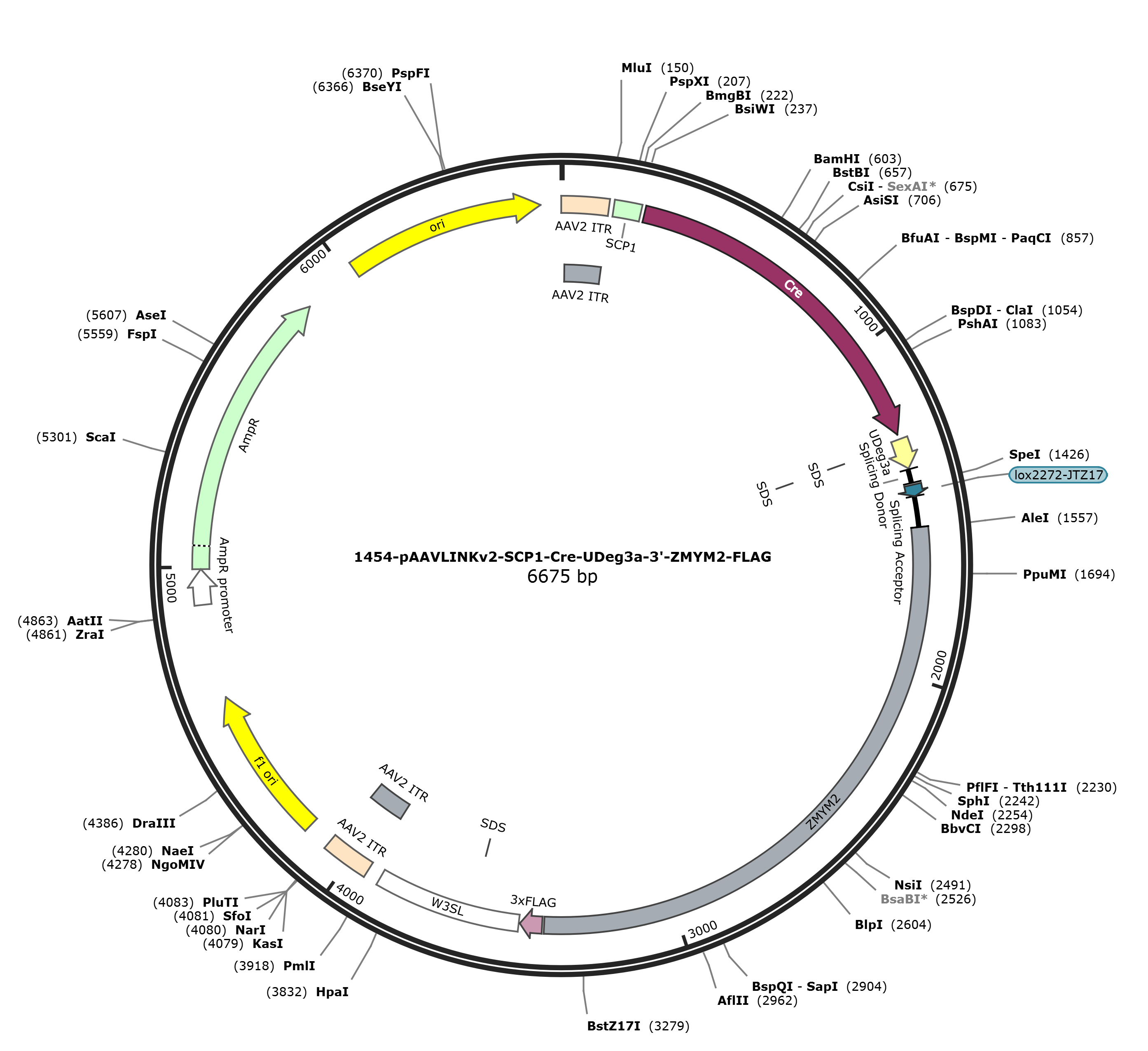 pAAVLINKv2-SCP1-Cre-UDeg3a-3-ZMYM2-FLAG载体图谱
