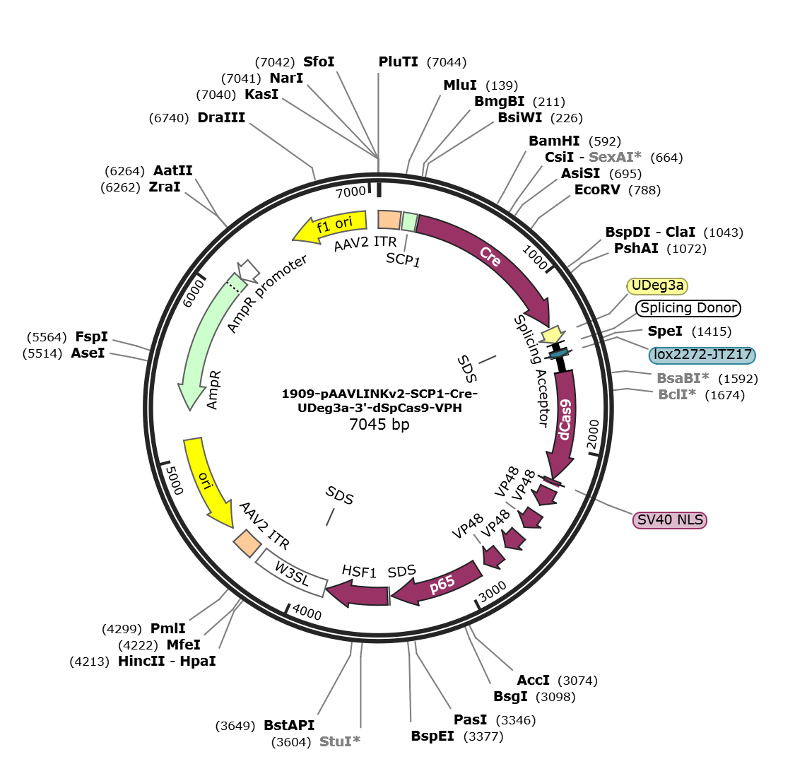 pAAVLINKv2-SCP1-Cre-UDeg3a-3-dSpCas9-VPH载体图谱