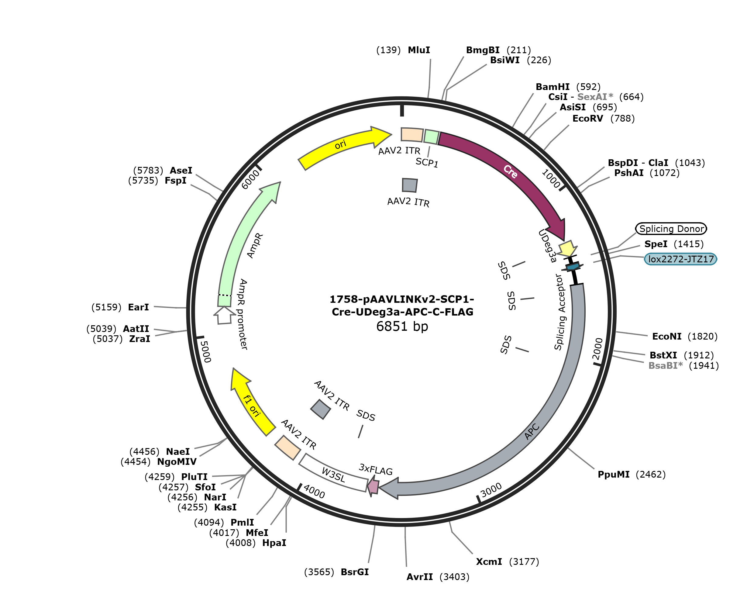 pAAVLINKv2-SCP1-Cre-UDeg3a-APC-C-FLAG载体图谱