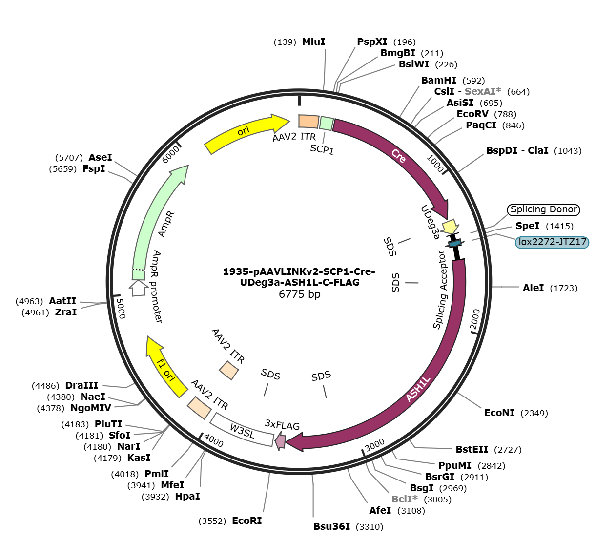 pAAVLINKv2-SCP1-Cre-UDeg3a-ASH1L-C-FLAG载体图谱