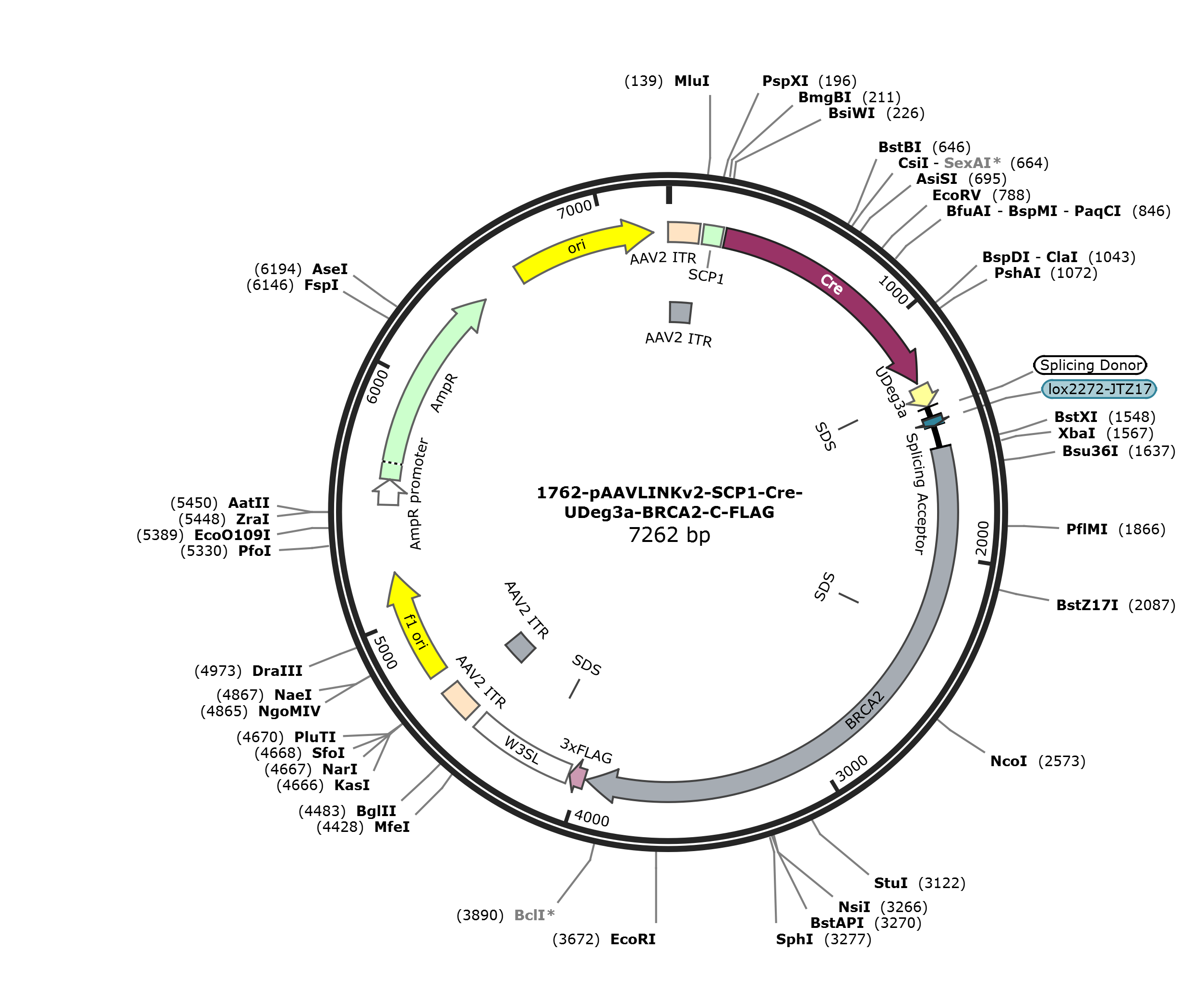 pAAVLINKv2-SCP1-Cre-UDeg3a-BRCA2-C-FLAG载体图谱