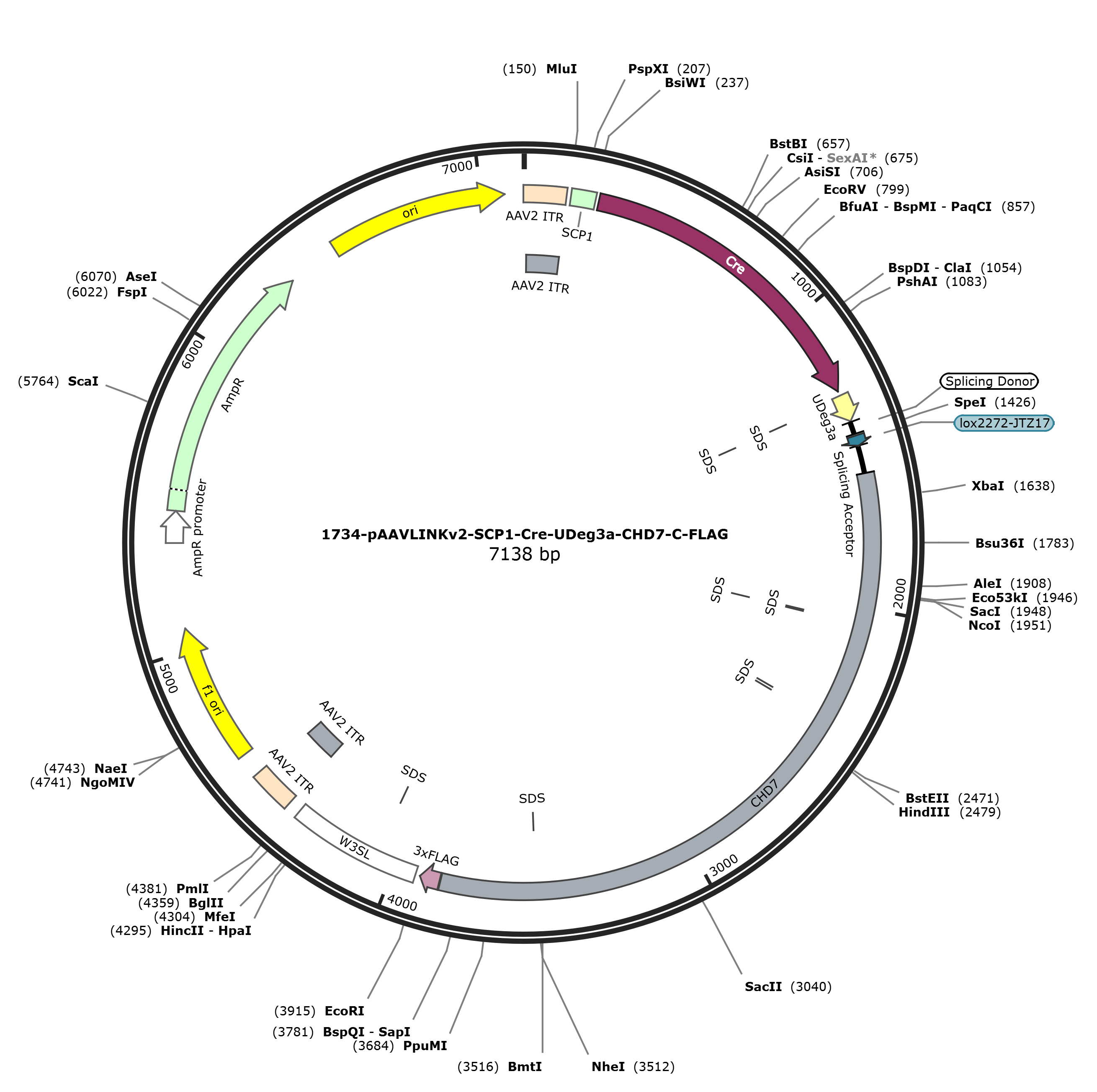 pAAVLINKv2-SCP1-Cre-UDeg3a-CHD7-C-FLAG载体图谱