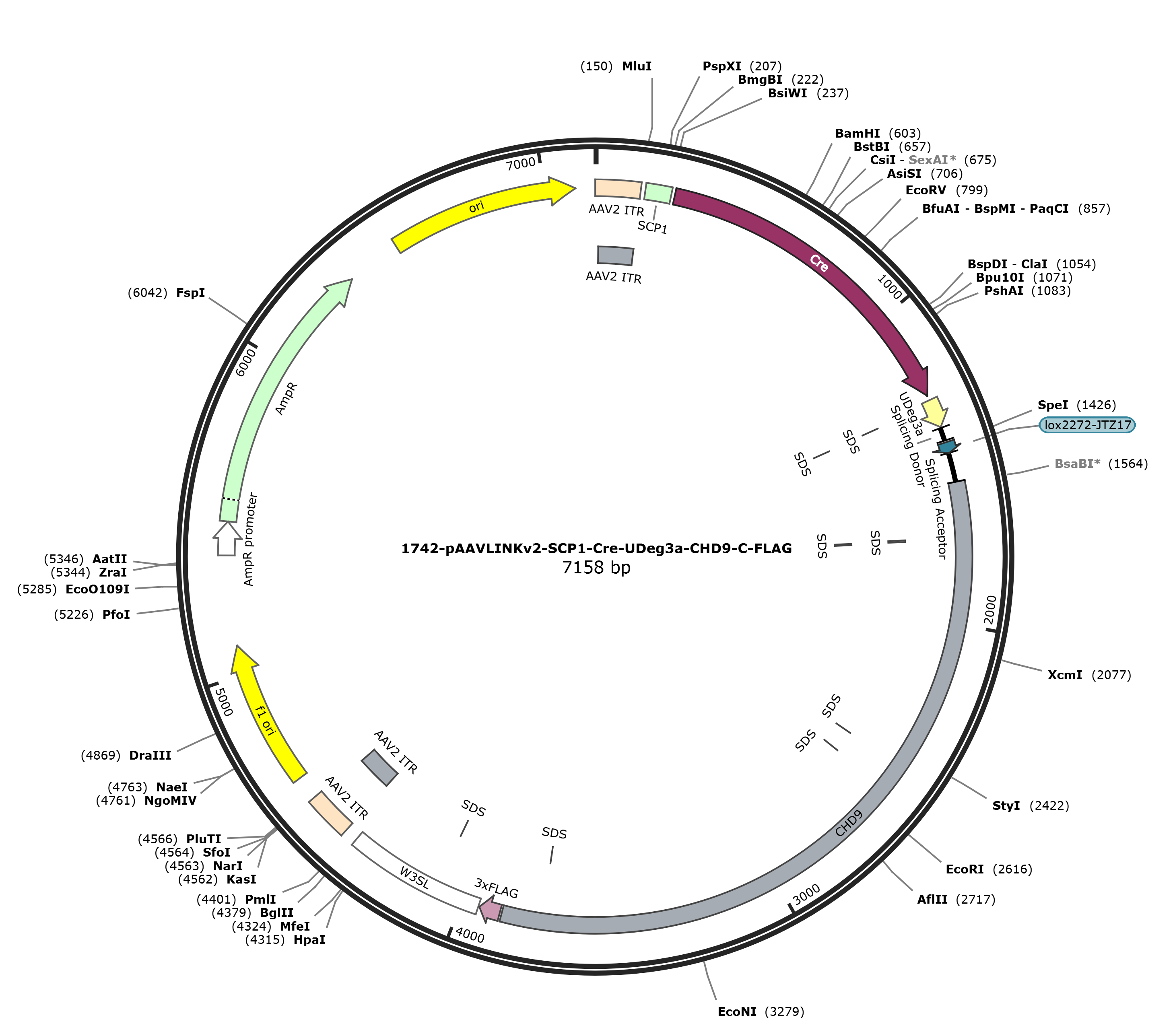 pAAVLINKv2-SCP1-Cre-UDeg3a-CHD9-C-FLAG载体图谱
