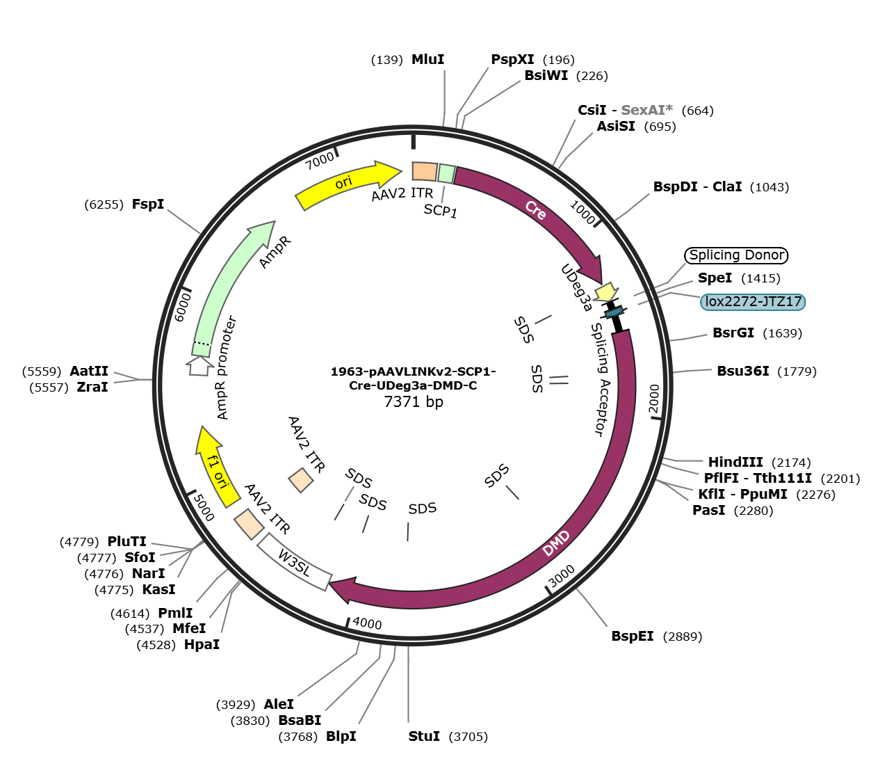 pAAVLINKv2-SCP1-Cre-UDeg3a-DMD-C载体图谱