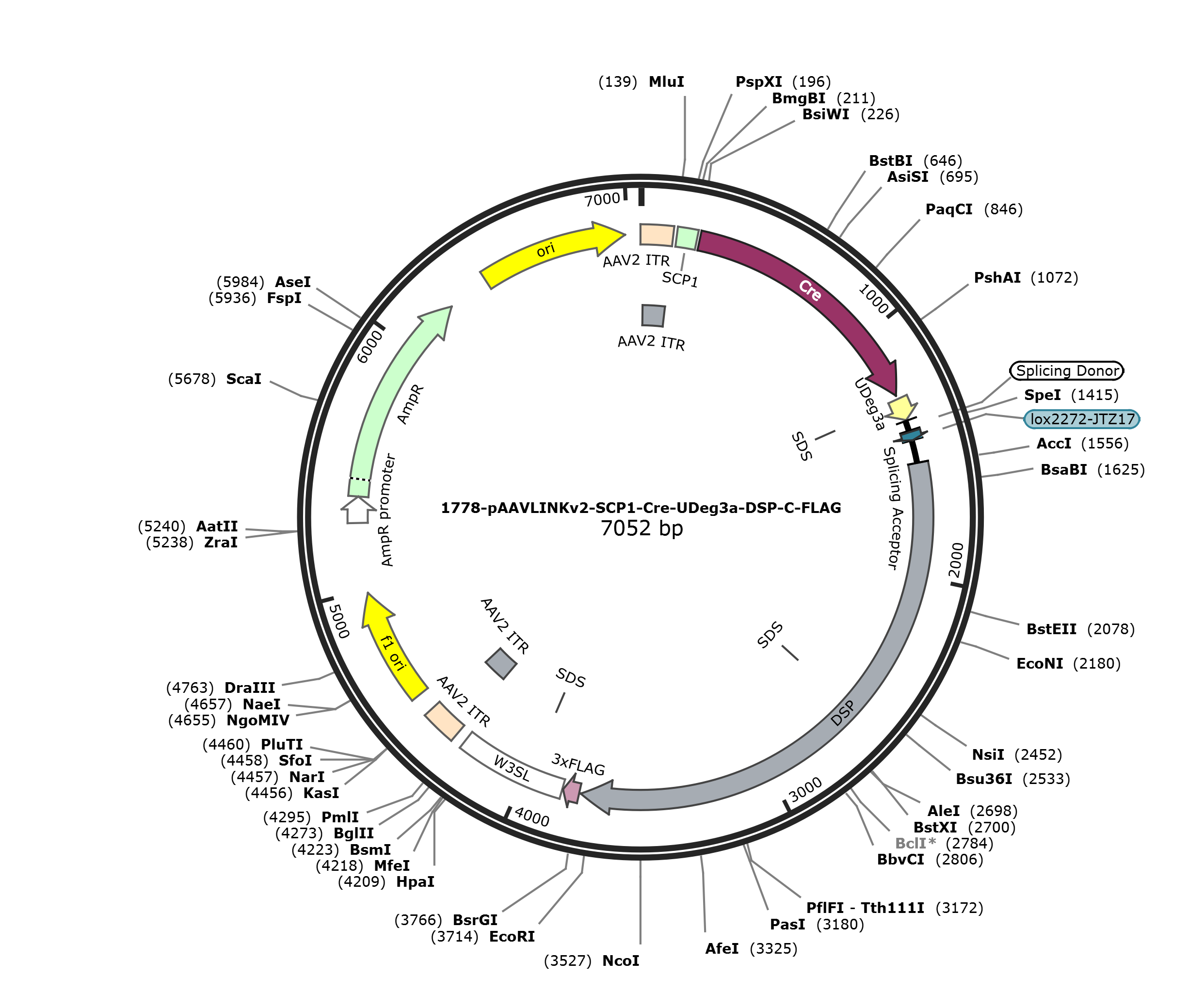 pAAVLINKv2-SCP1-Cre-UDeg3a-DSP-C-FLAG载体图谱