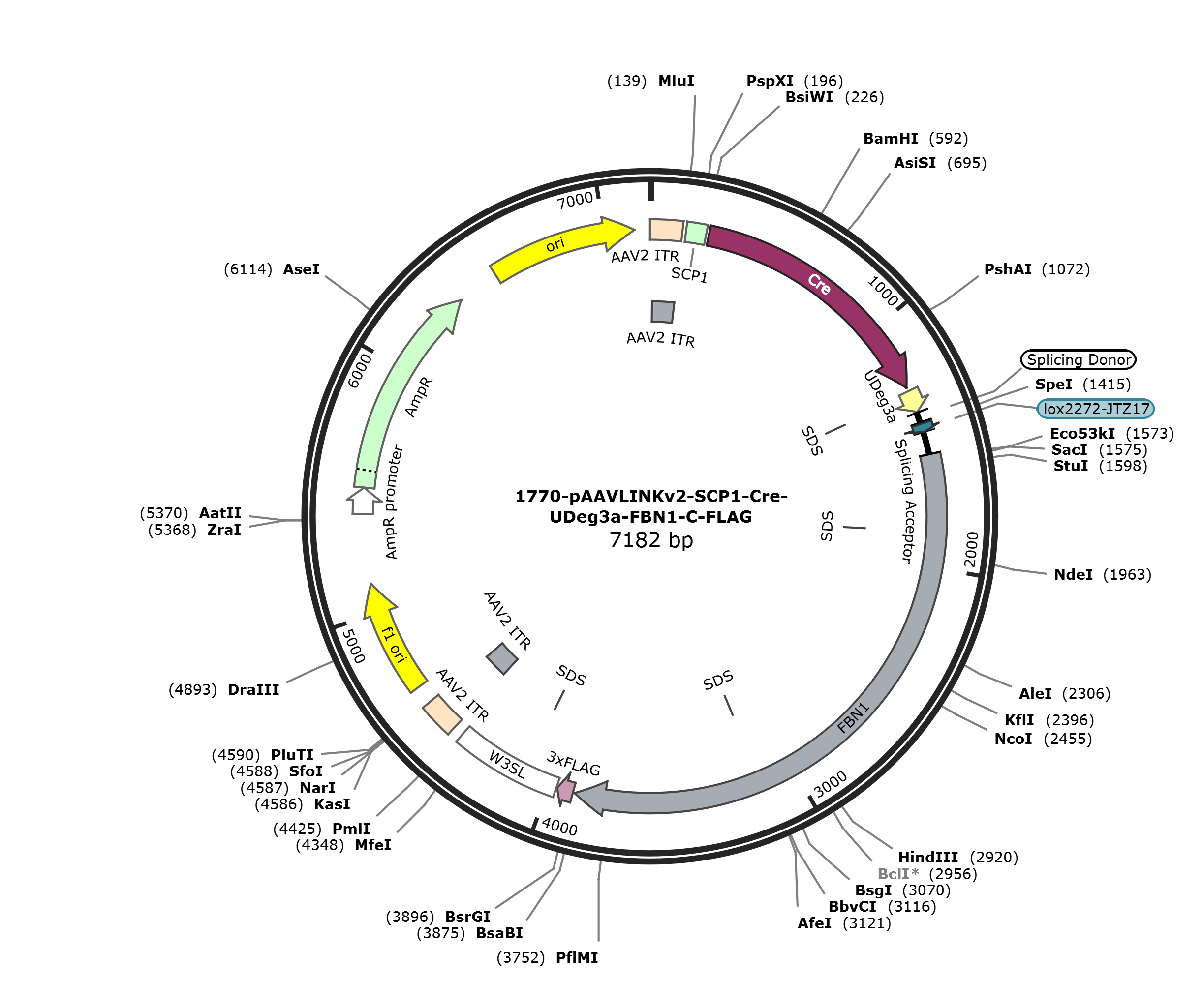 pAAVLINKv2-SCP1-Cre-UDeg3a-FBN1-C-FLAG载体图谱