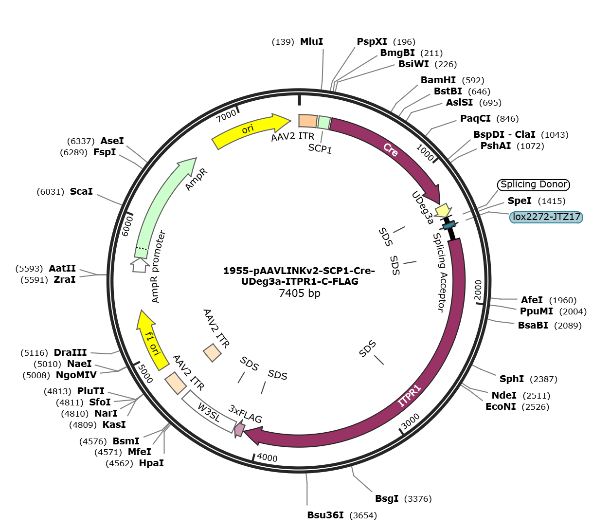 pAAVLINKv2-SCP1-Cre-UDeg3a-ITPR1-C-FLAG载体图谱