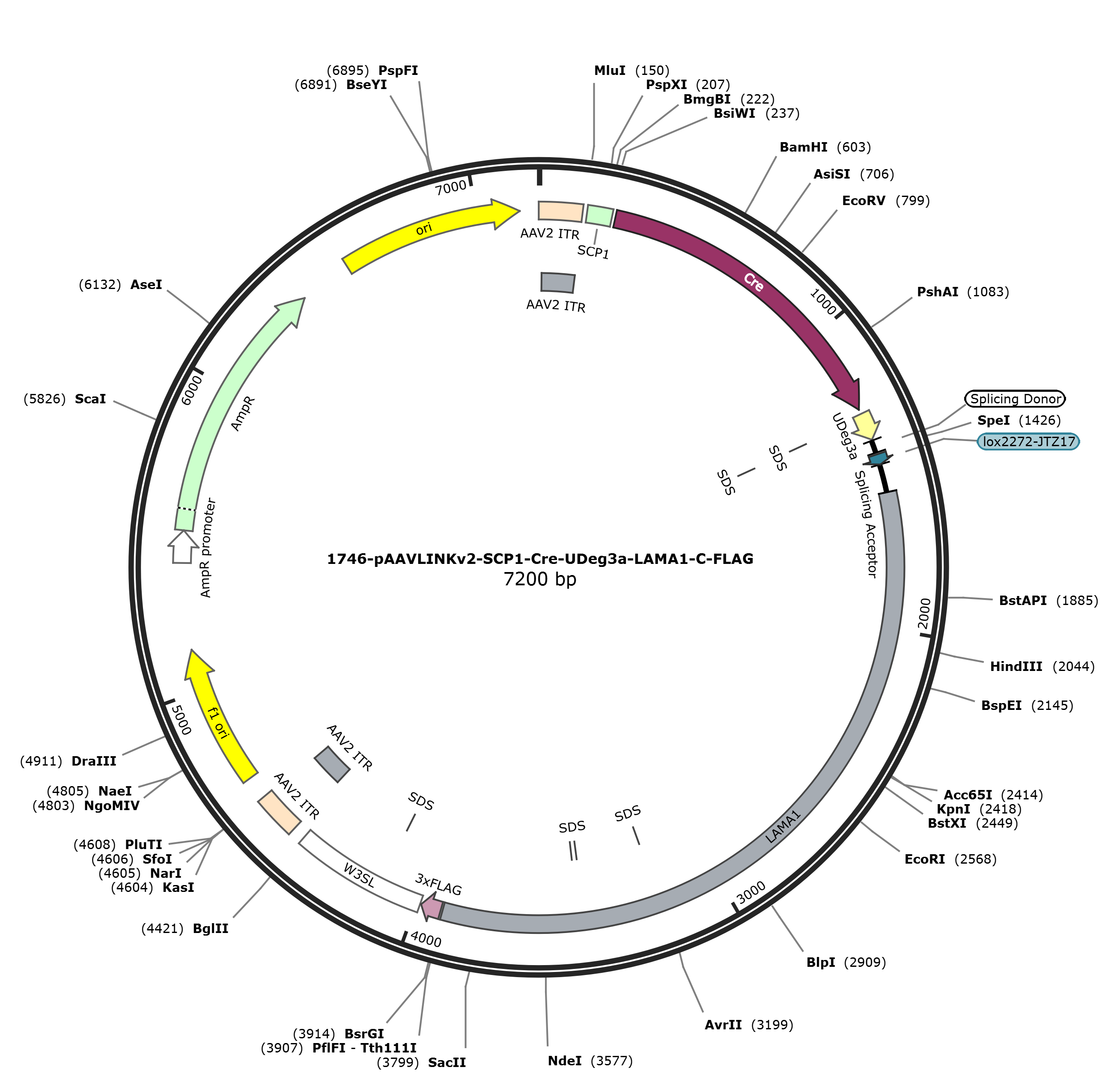 pAAVLINKv2-SCP1-Cre-UDeg3a-LAMA1-C-FLAG载体图谱