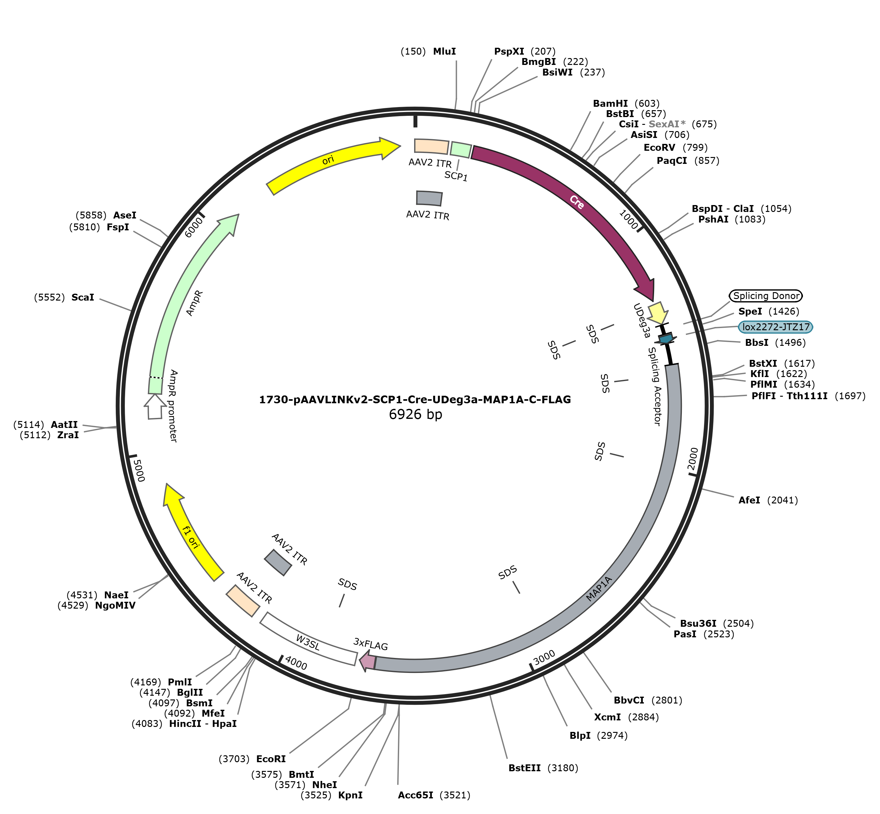 pAAVLINKv2-SCP1-Cre-UDeg3a-MAP1A-C-FLAG载体图谱