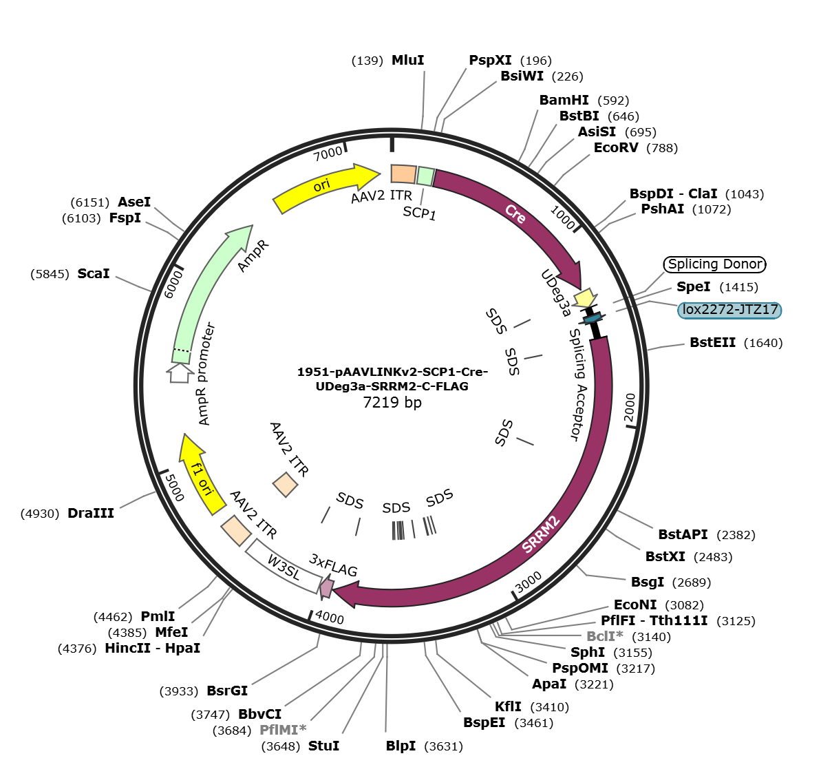 pAAVLINKv2-SCP1-Cre-UDeg3a-SRRM2-C-FLAG载体图谱