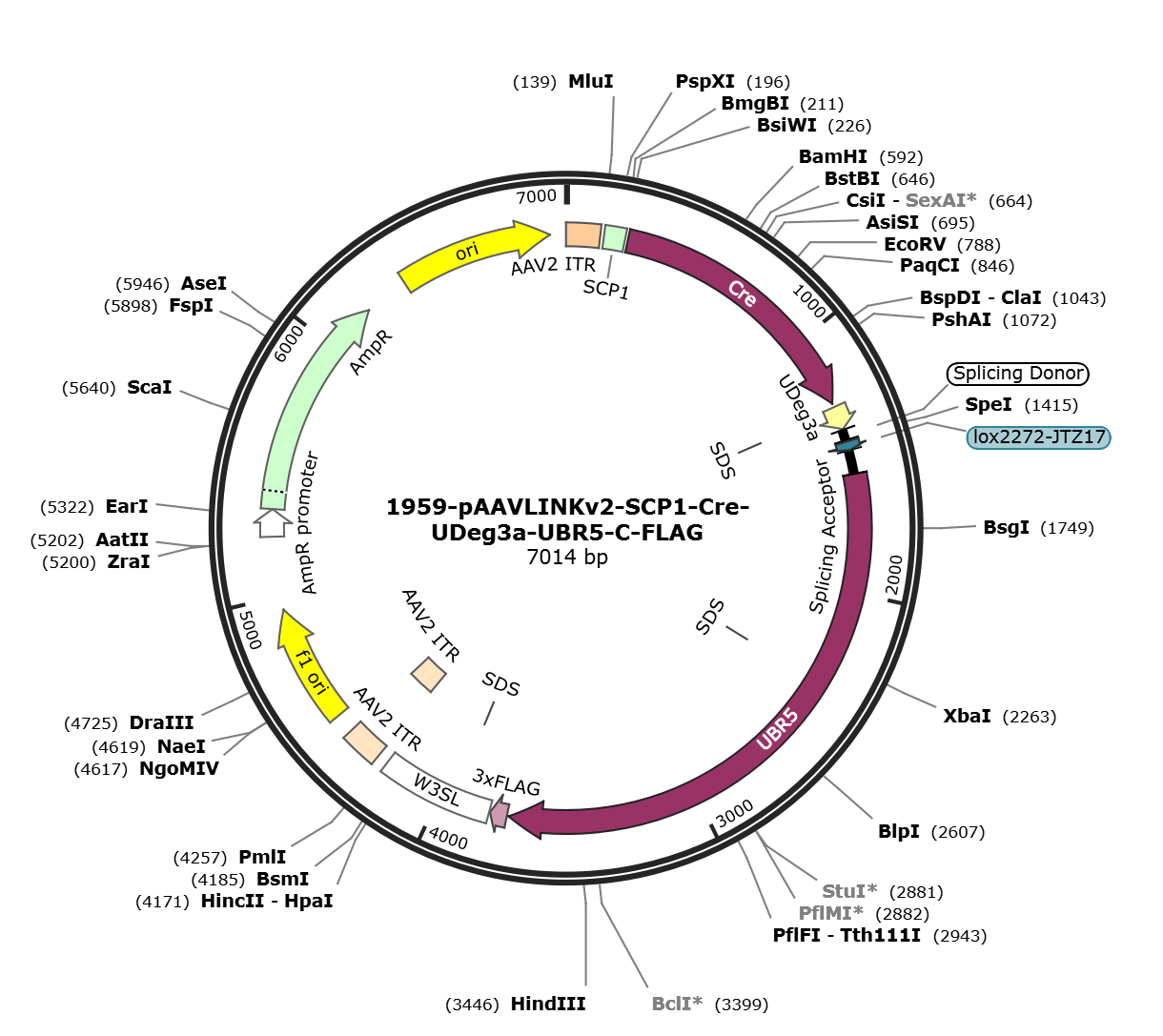 pAAVLINKv2-SCP1-Cre-UDeg3a-UBR5-C-FLAG载体图谱